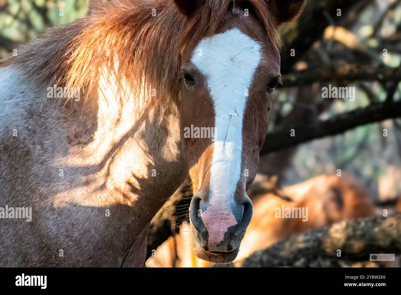 In posa per la mia Headshot Foto Stock