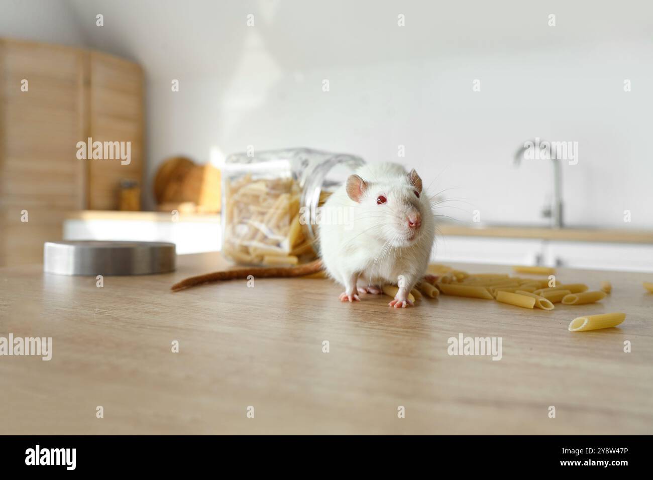 Topo bianco con pasta cruda sul tavolo in cucina, primo piano. Concetto di controllo dei parassiti Foto Stock