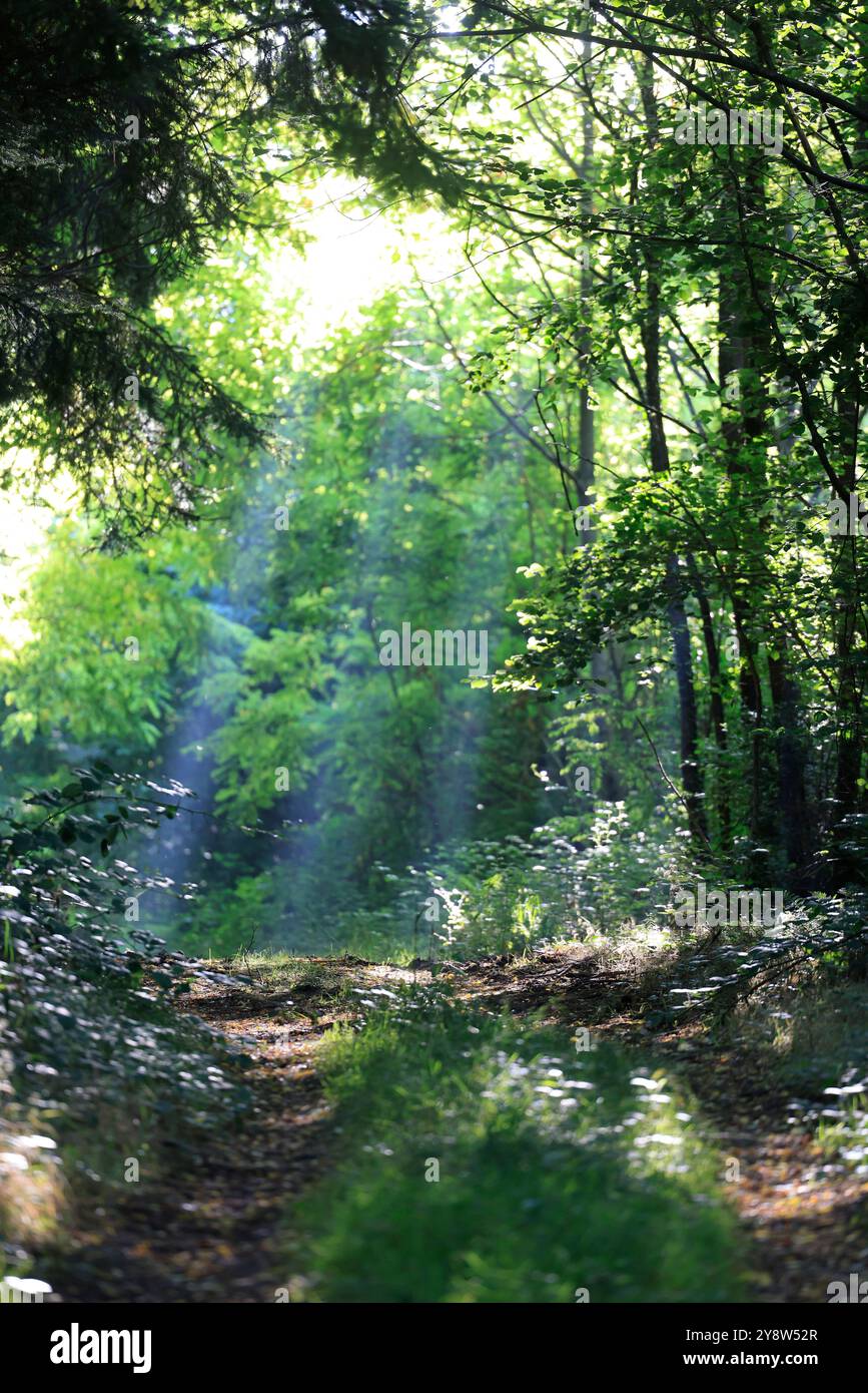 Raggi di sole su un sentiero forestale. Calma, luce, natura e ambiente. Limousin, Nouvelle Aquitaine, Francia, Europa. Credito: Foto di Hugo Martin Foto Stock