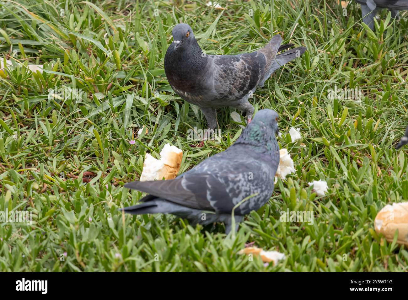 I piccioni si nutrono del pane nell'erba Foto Stock