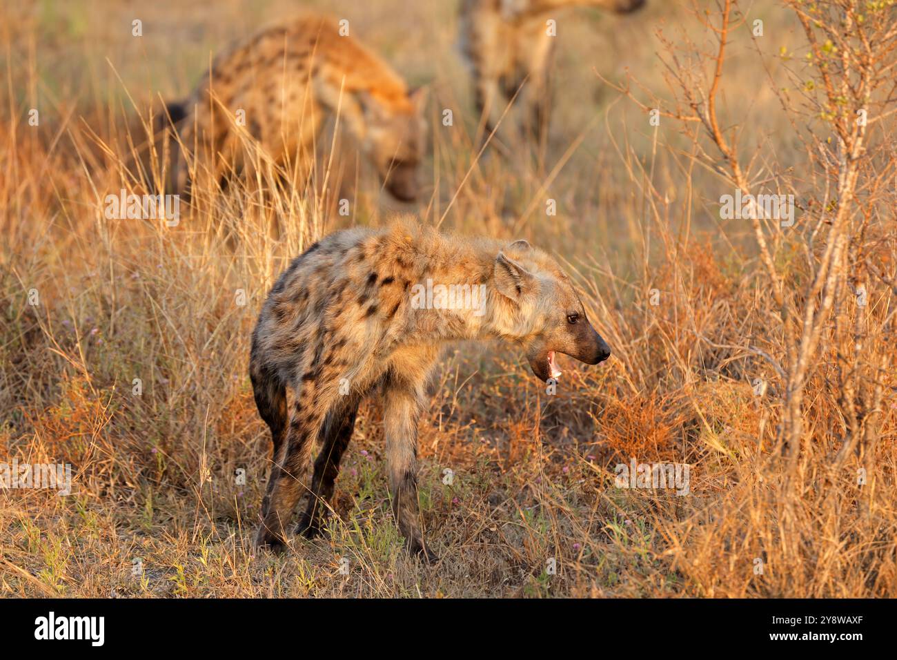 Una iena maculata (Crocuta crocuta) nell'habitat naturale, il Parco Nazionale di Kruger, Sudafrica Foto Stock