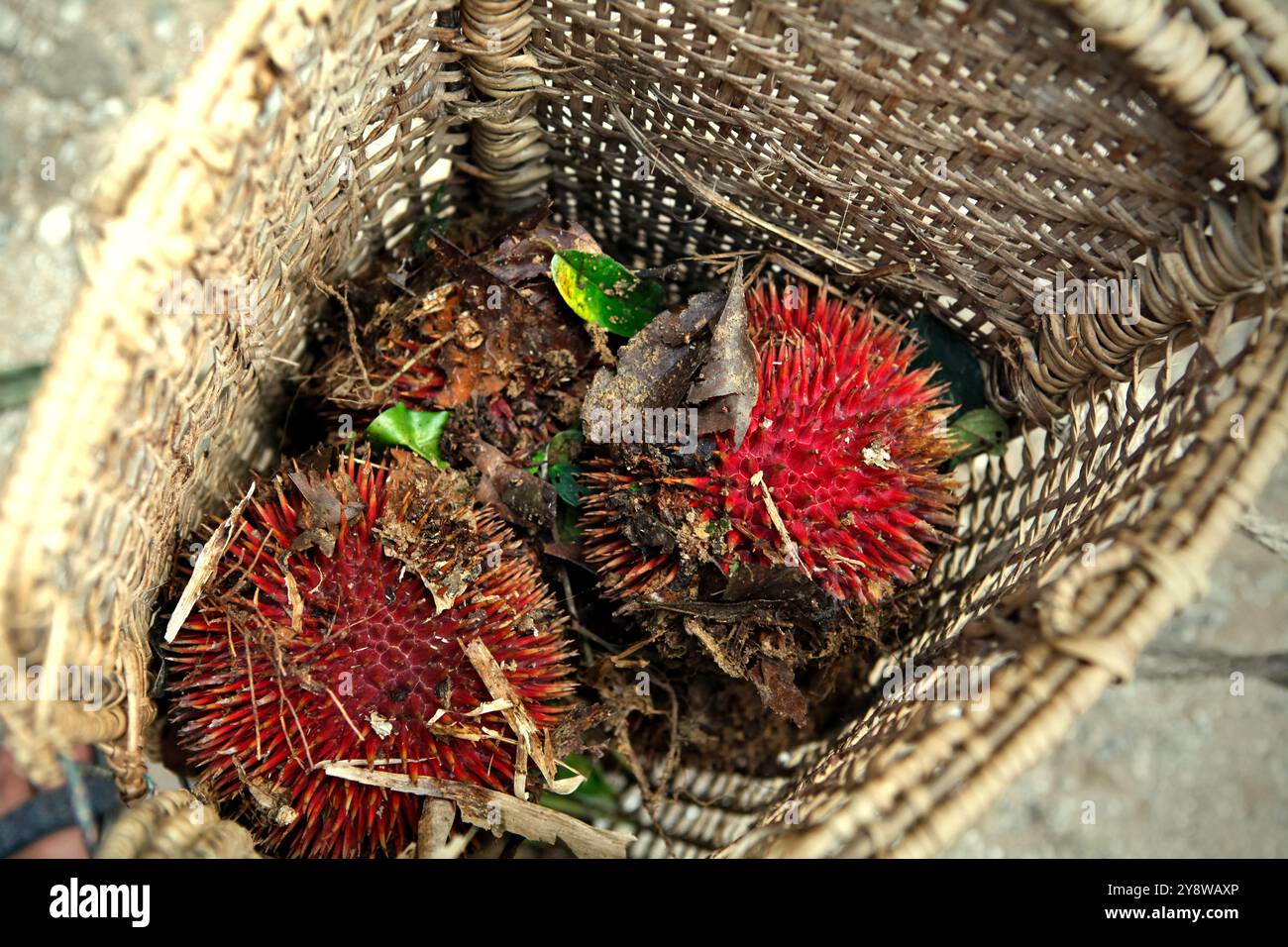 Durians rossi appena raccolti (Durio dulcis) all'interno del sacchetto di rattan in Sungai Utik, Batu Lintang, Embaloh Hulu, Kapuas Hulu, West Kalimantan, Indonesia. Foto Stock