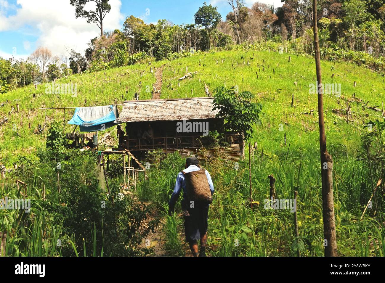 Ramping, un anziano che porta con sé una borsa di rattan mentre cammina verso una capanna agricola durante un evento ecoturistico a Sungai Utik, Kalimantan occidentale, Indonesia. Foto Stock