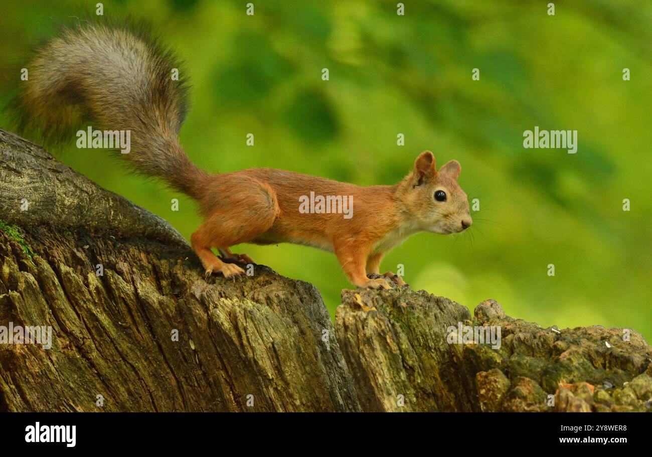 Lo scoiattolo sul belvedere Foto Stock