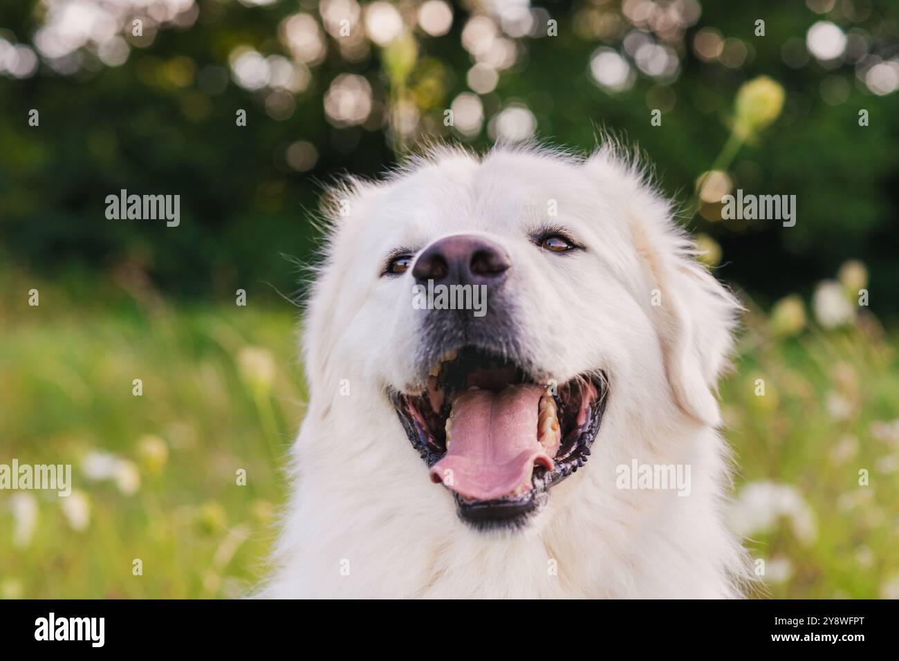 Ritratto con vista frontale di un cane bianco grande e carino. Cane dei grandi Pirenei con lancio all'aperto. Foto Stock