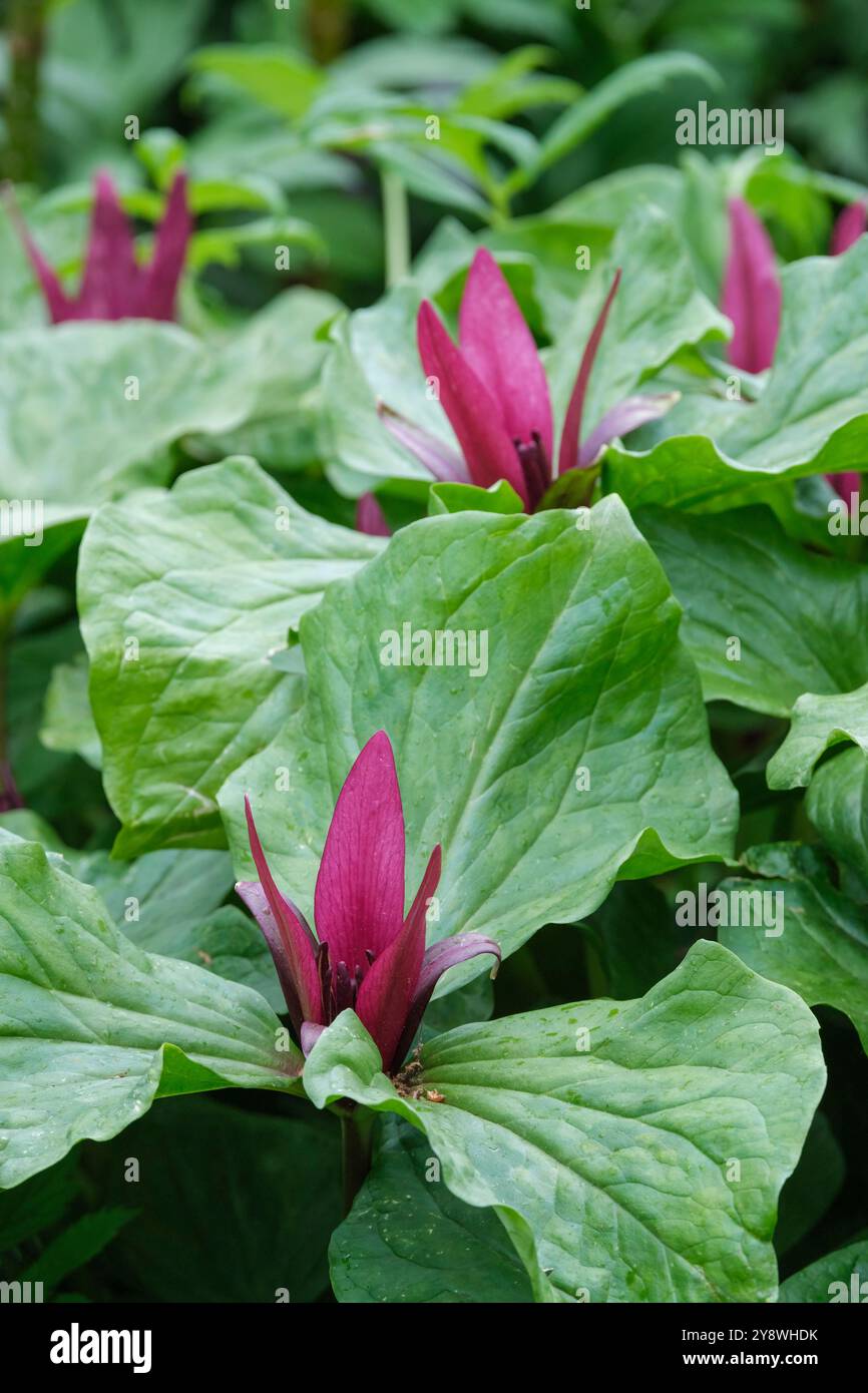 Trillium chloropetalum Charlwood, Wake-robin gigante, Trillium chloropetalum, fiori verticali color marrone, foglie a forma di diamante in primavera Foto Stock