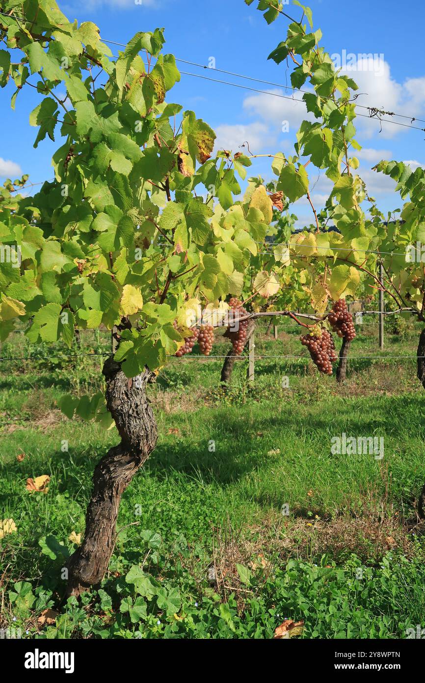 Uve maturate su una vite nel vigneto di Denbies vicino a Dorking, Surrey, Regno Unito Foto Stock