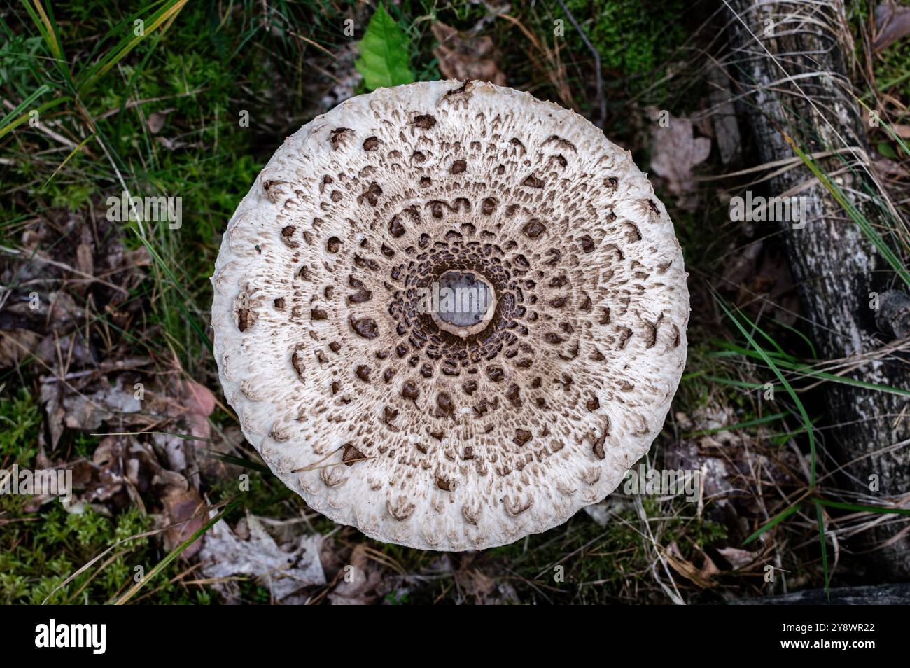 Una vista dall'alto dettagliata di un fungo selvatico in un ambiente forestale naturale, che mostra motivi e consistenza intricati Foto Stock