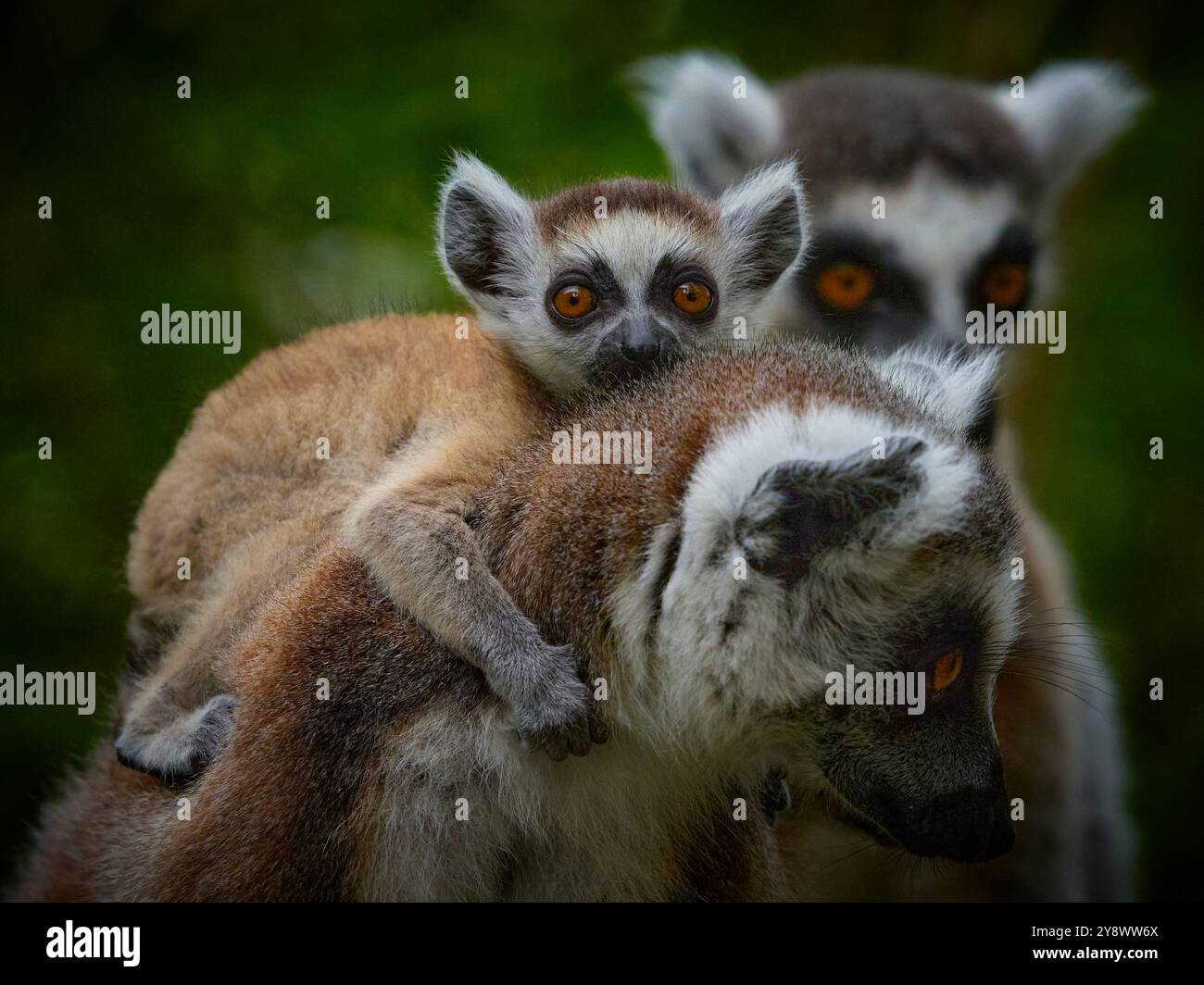 Famiglia di lemuri dalla coda ad anello (catta lemurs) con due bambini. Animale popolare. Animale endemico dell'isola Madagascar. Primo piano scimmia lemur catta wi Foto Stock