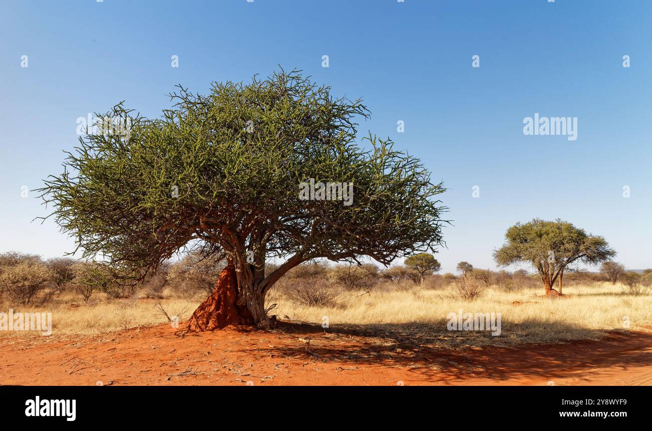 Passerelle lungo una pista nella riserva naturale di Madikwe in Sud Africa con un tumulo di Termite che cresce accanto a quello più vicino. Foto Stock