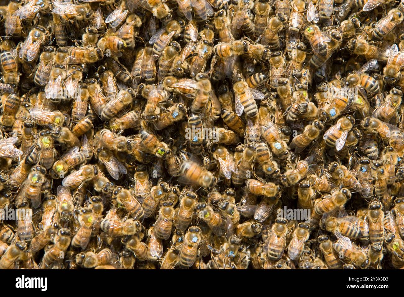 Sciame di ricerche apicole, Appledore Isola, Maine. Foto Stock