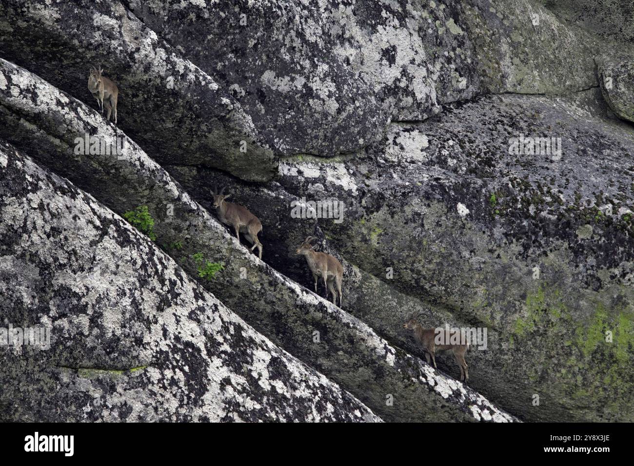 Una famiglia di Cabra-Montesa Iberiica, una capra di montagna autoctona che si estinse nel parco ma fu reintrodotta in alcune zone circa 10 anni fa, il Parco Nazionale di Peneda-Geres, Portug Foto Stock