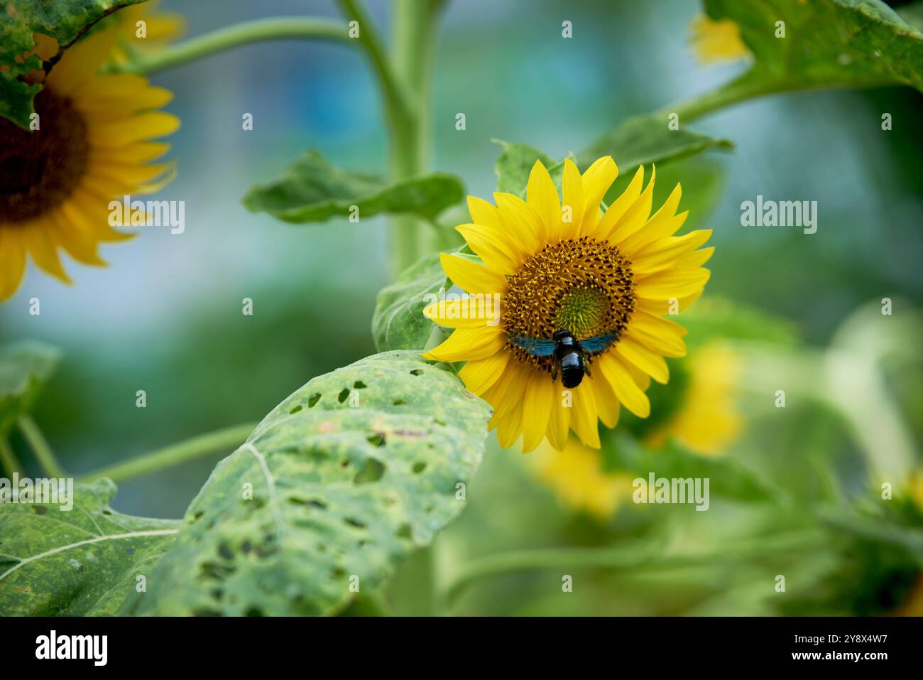 Le api raccolgono il polline su un girasole in piena fioritura in un campo di girasole Foto Stock