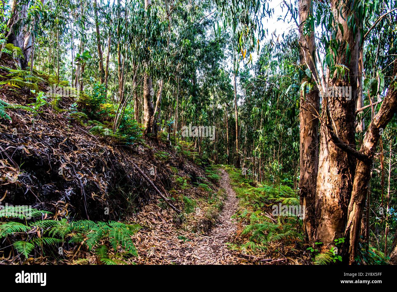 Sentiero montuoso tra cime ricoperte di verde e cielo blu a Madeira in Portogallo Foto Stock