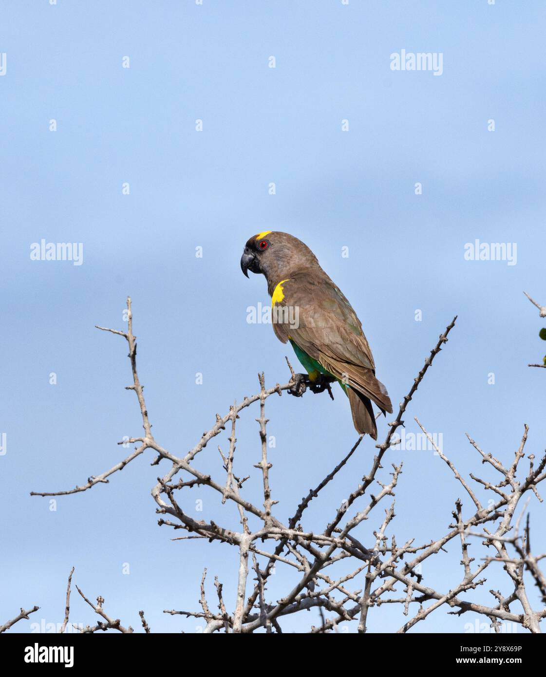 Il giallo della testa e della spalla consentono l'identificazione del pappagallo di Meyer o Brown da altri membri simili della famiglia. Foto Stock