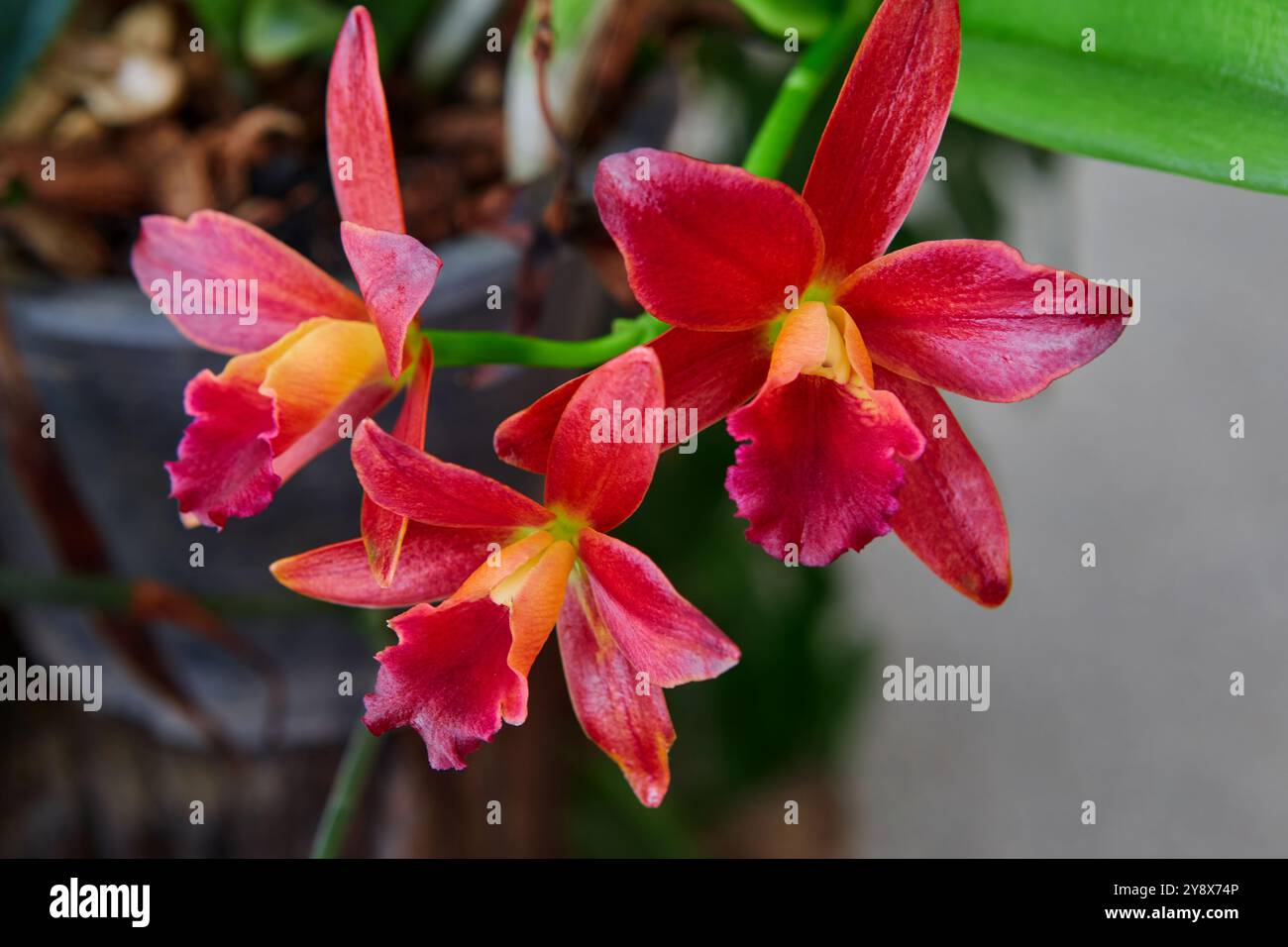 Primo piano dell'orchidea rossa di Cattleya che fiorisce nel giardino Foto Stock