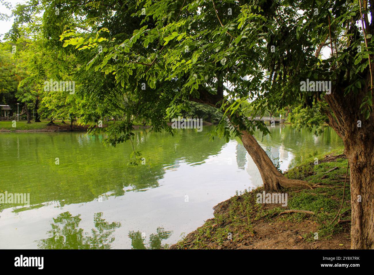 Bangkok. Il Lumphini Park è un parco di Bangkok, Thailandia. Il parco offre rari spazi pubblici aperti, alberi e parchi giochi e contiene un lago artificiale dove i visitatori possono noleggiare barche. Il lago ospita molte lucertole, comprese quelle grandi, che possono essere facilmente individuate. Il Parco Lumphini è considerato il primo parco pubblico di Bangkok e Thailandia. Foto Stock