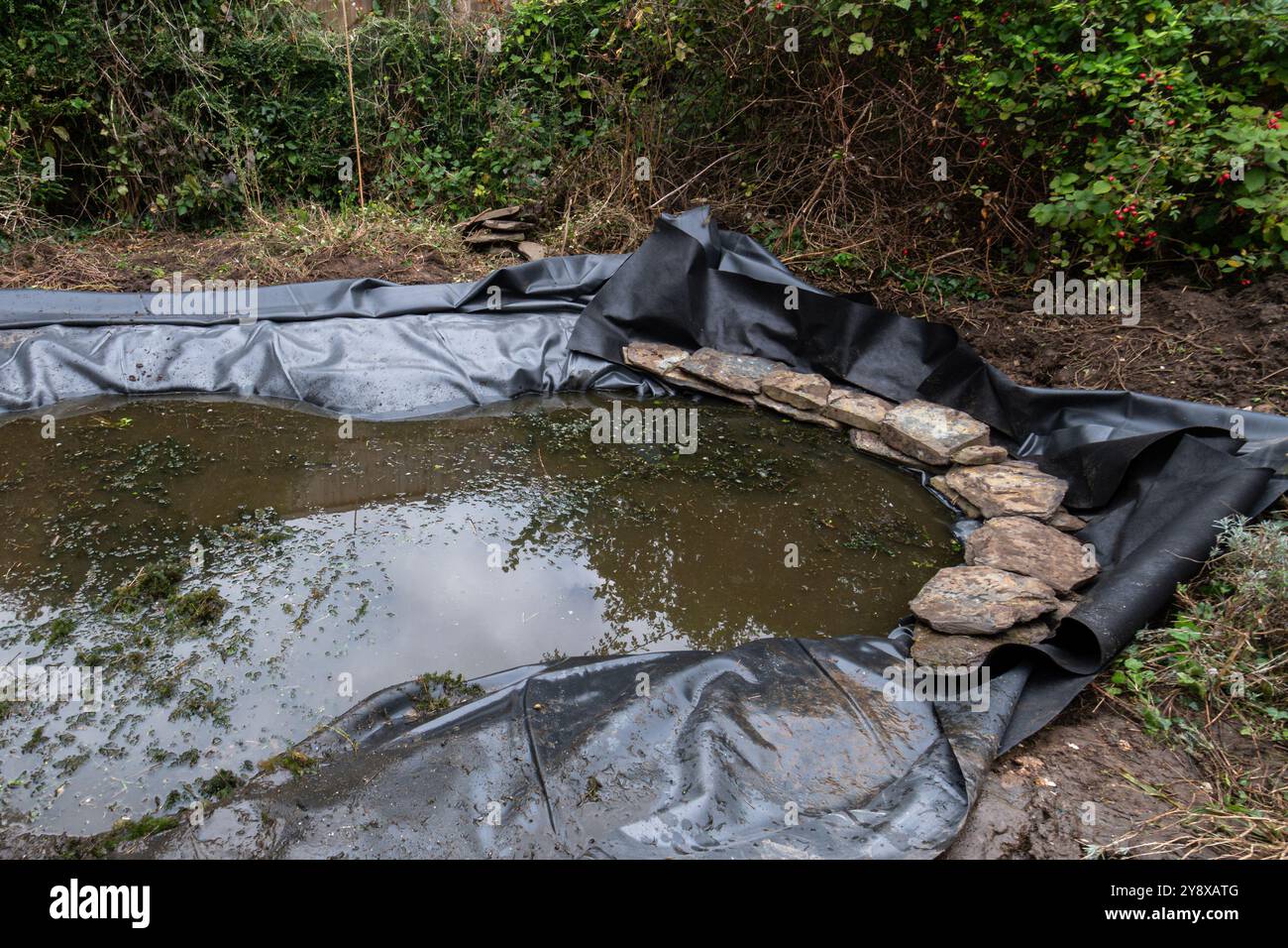 Creare e rivestire un laghetto con animali selvatici in un giardino, Regno Unito. Riempito con acqua di stagno dopo aver inserito il nuovo rivestimento nel foro prima di tagliare a misura Foto Stock