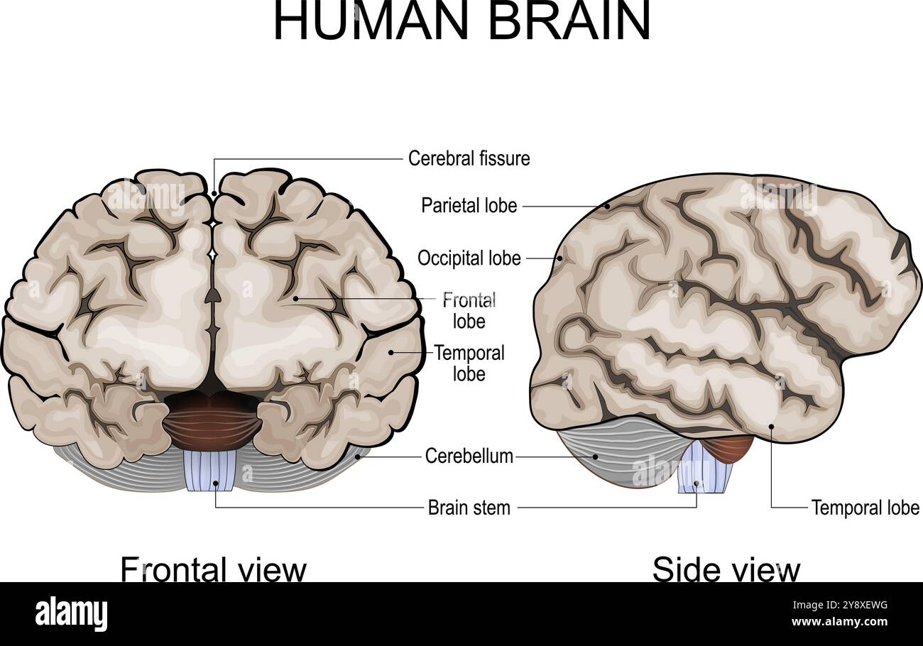 Anatomia del cervello umano. Emisferi cerebrali, corteccia cerebrale, frontale, parietale, temporale, lobi occipitali, cervelletto e tronco cerebrale, fessura cerebrale. Illustrazione Vettoriale