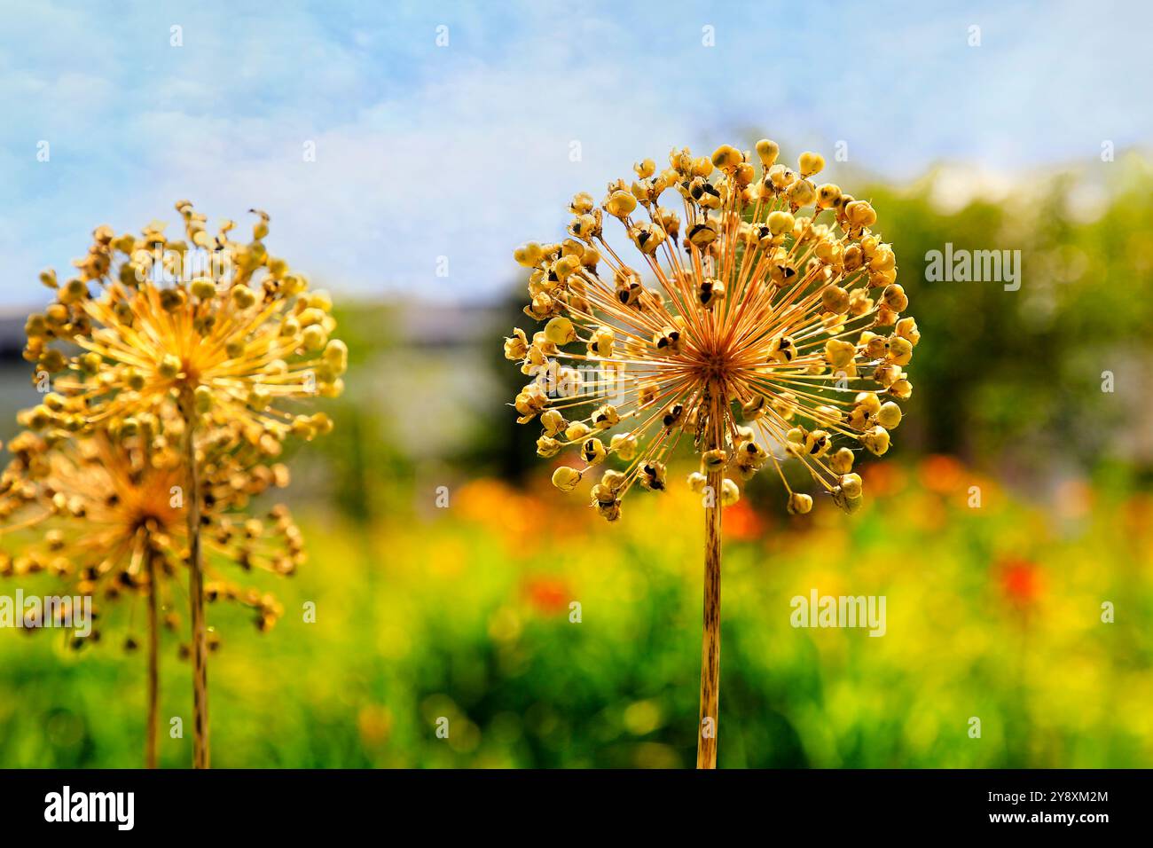 Teste secche di fiori di Allium giganteum in un giorno di sole d'estate. Foto Stock