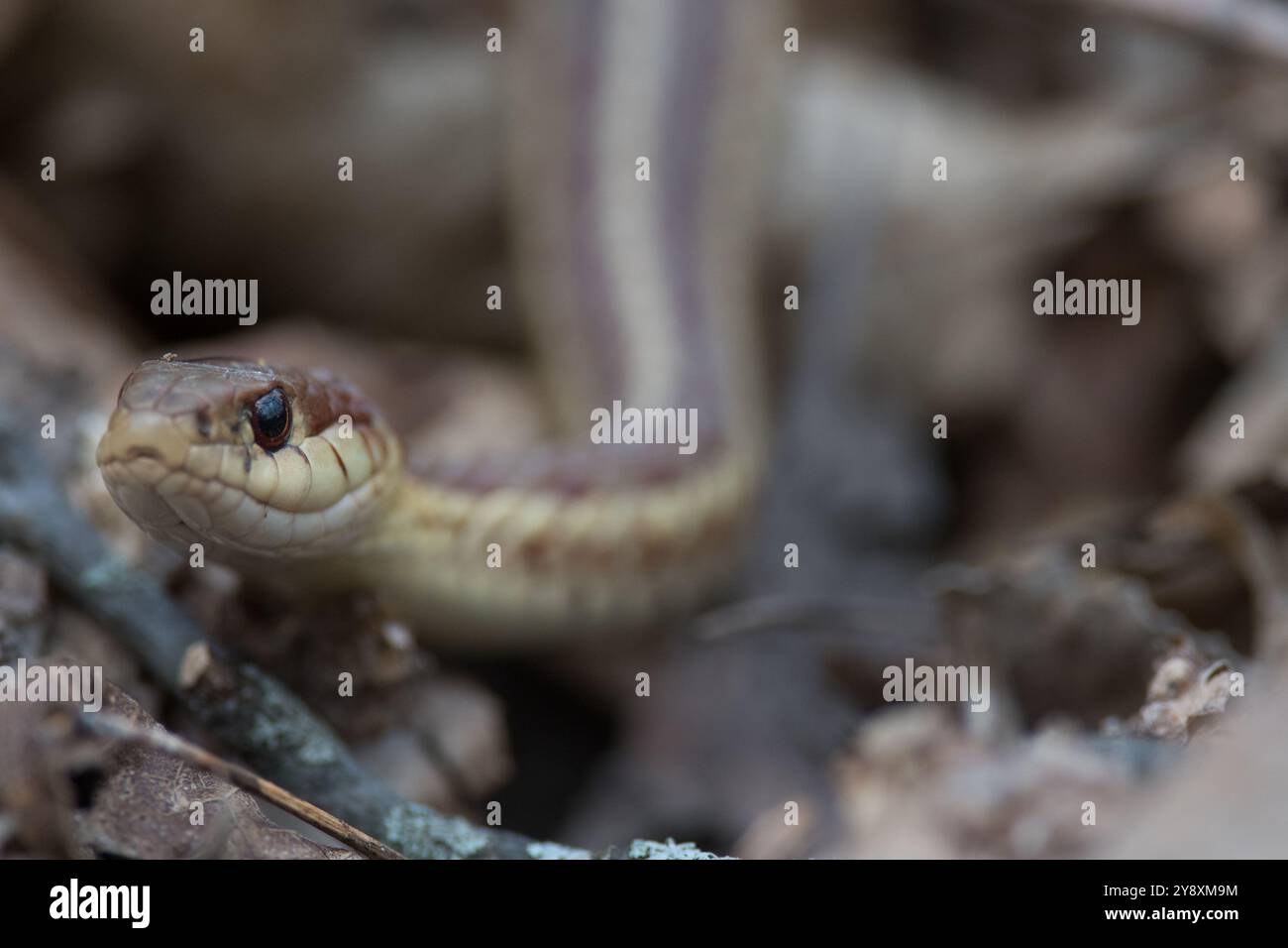 Ritratto ravvicinato del serpente della giarrettiera per terra Foto Stock