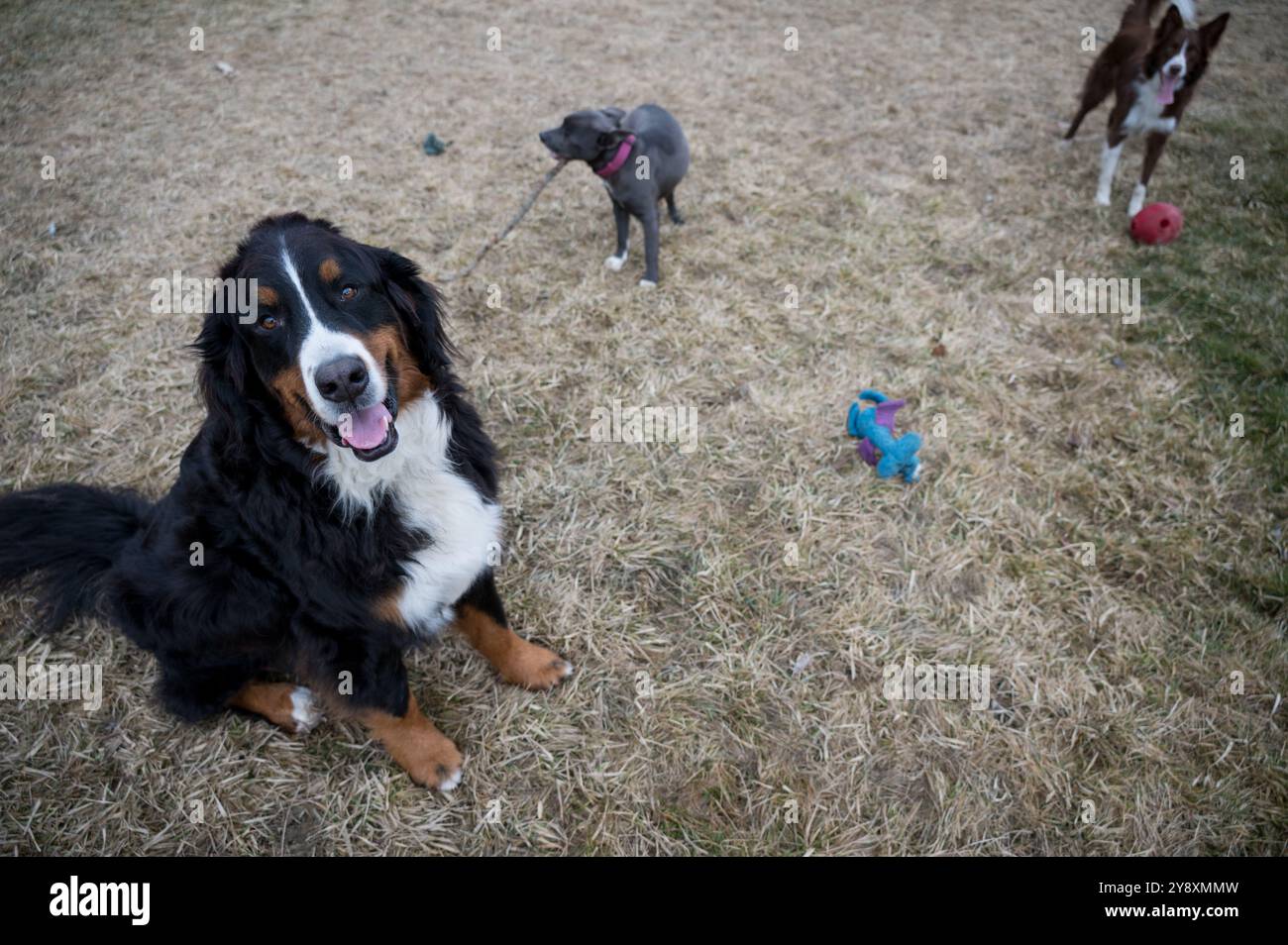 Tre cani insieme nel loro cortile Foto Stock