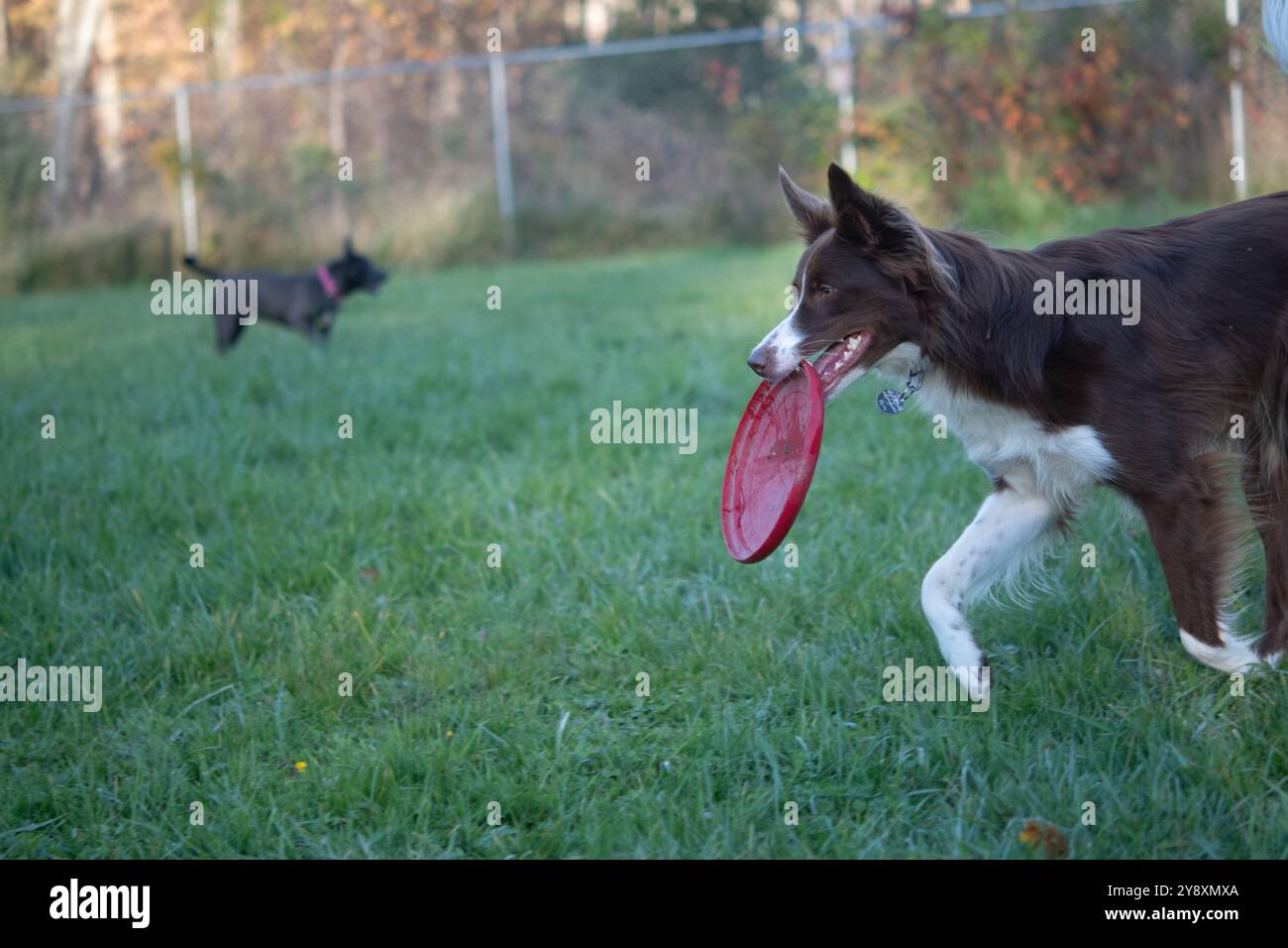 Border Collie in primo piano e pitbull terrier in background Foto Stock
