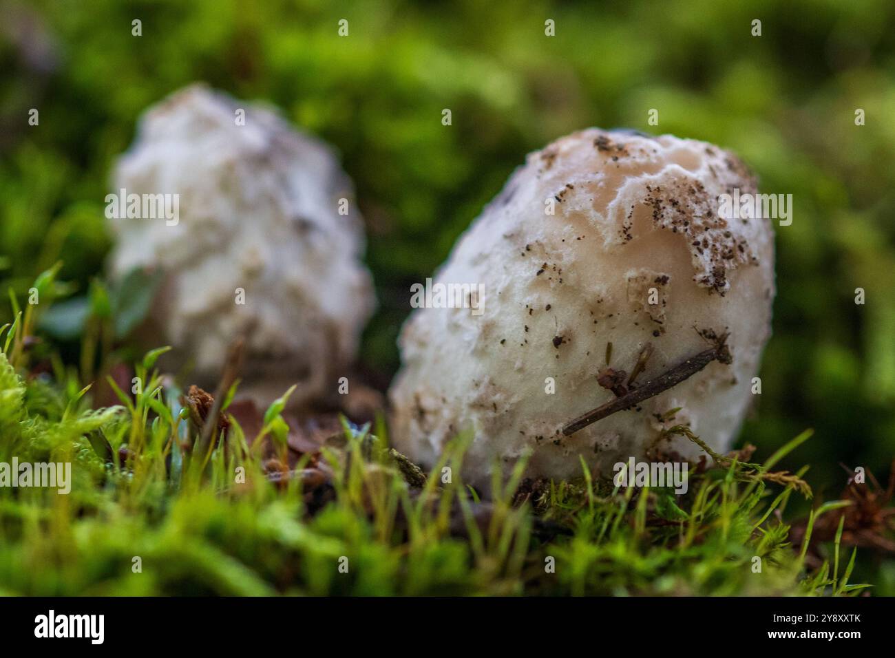 Waldpilze Ein Schopftintling steht auf dem Waldboden. Bayern Germania Allgäu *** funghi selvatici funghi crestati in piedi sul fondo forestale Baviera Germania Allgäu Foto Stock