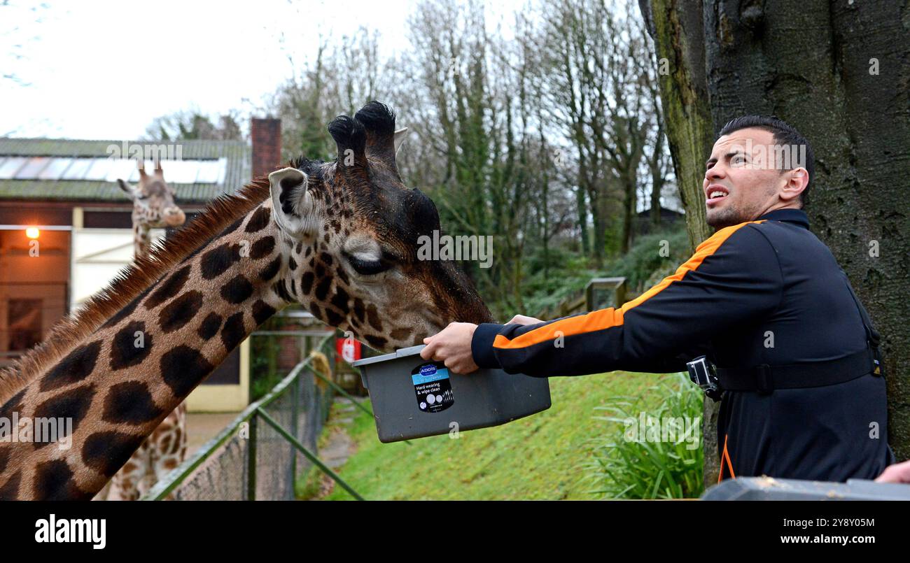 Il calciatore lupo Zeli Ismail dà da mangiare a una giraffa allo zoo di Dudley Foto Stock