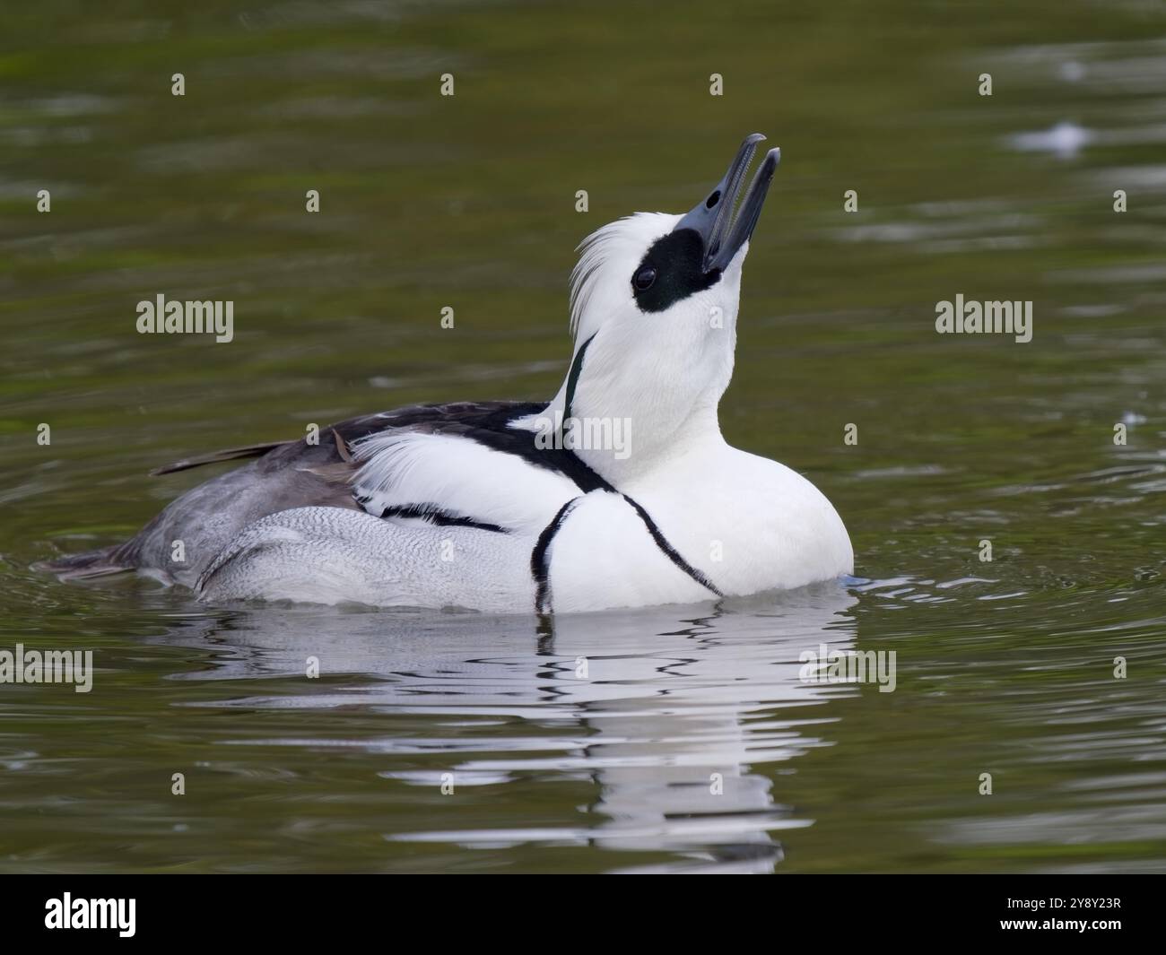 Drake Smew (Mergellus albellus), anatra seghettata che nuota e mostra denti seghettati a WWT Slimbridge Inghilterra, Regno Unito. Foto Stock