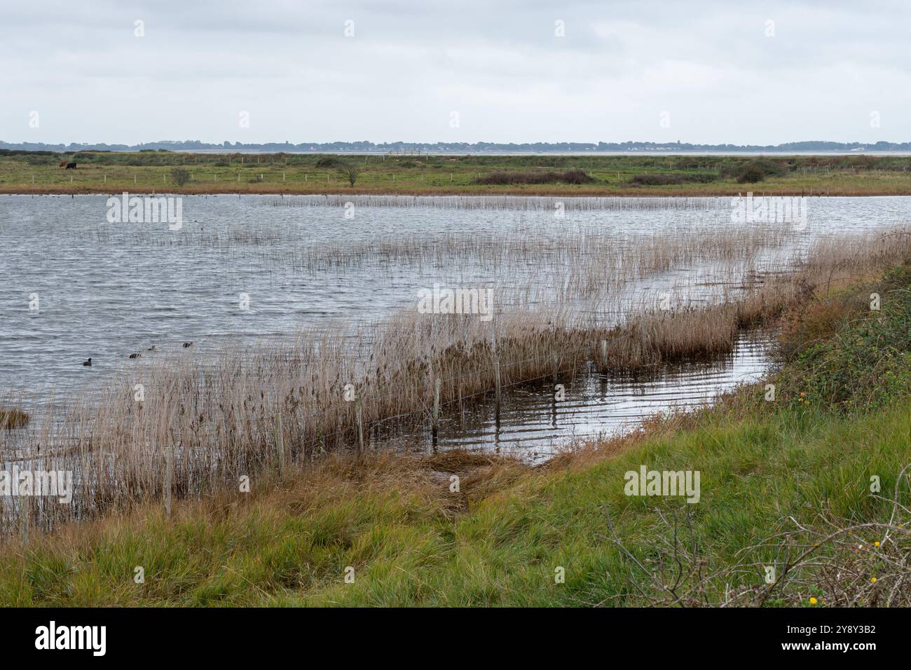 Riserva naturale delle paludi di Farlington vicino a Portsmouth, Hampshire, Inghilterra, Regno Unito, vista del lago nell'ottobre 2024. Quest'anno, la porta di chiusura che controlla il livello dell'acqua nella riserva naturale non è stata funzionante, il che ha portato all'inondazione dell'acqua di mare delle canne e delle zone di acqua dolce, causando la morte delle canne. Questa riserva è un sito importante per la fauna selvatica, tra cui molte speceis di uccelli selvatici e waders. Purtroppo, il denaro non è disponibile per risolvere i problemi, quindi la perdita di habitat delle zone umide potrebbe essere permanente. Foto Stock