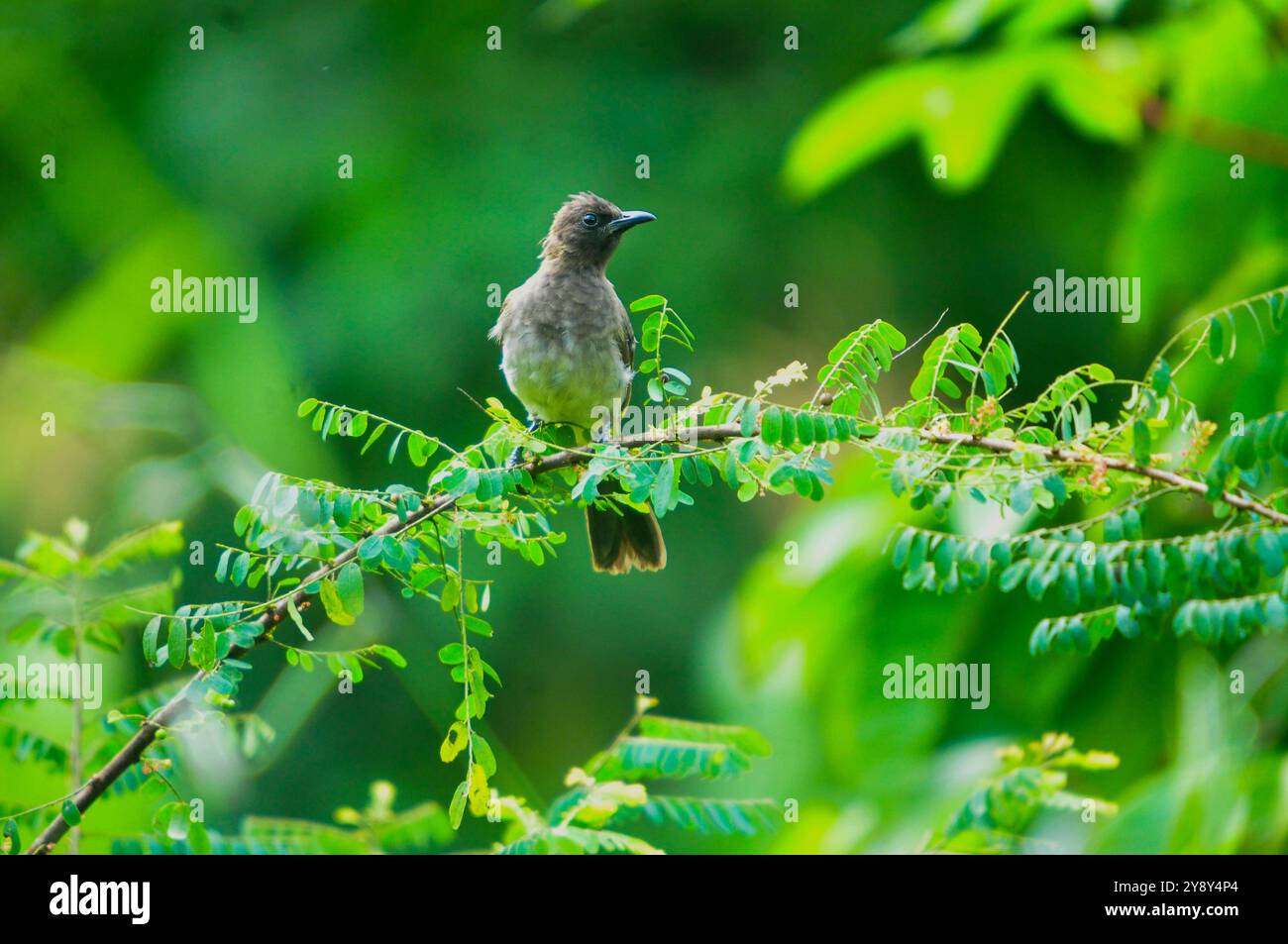 Bulbul comune, Pycnonotus barbatus, Bulbul con sfiato giallo Foto Stock