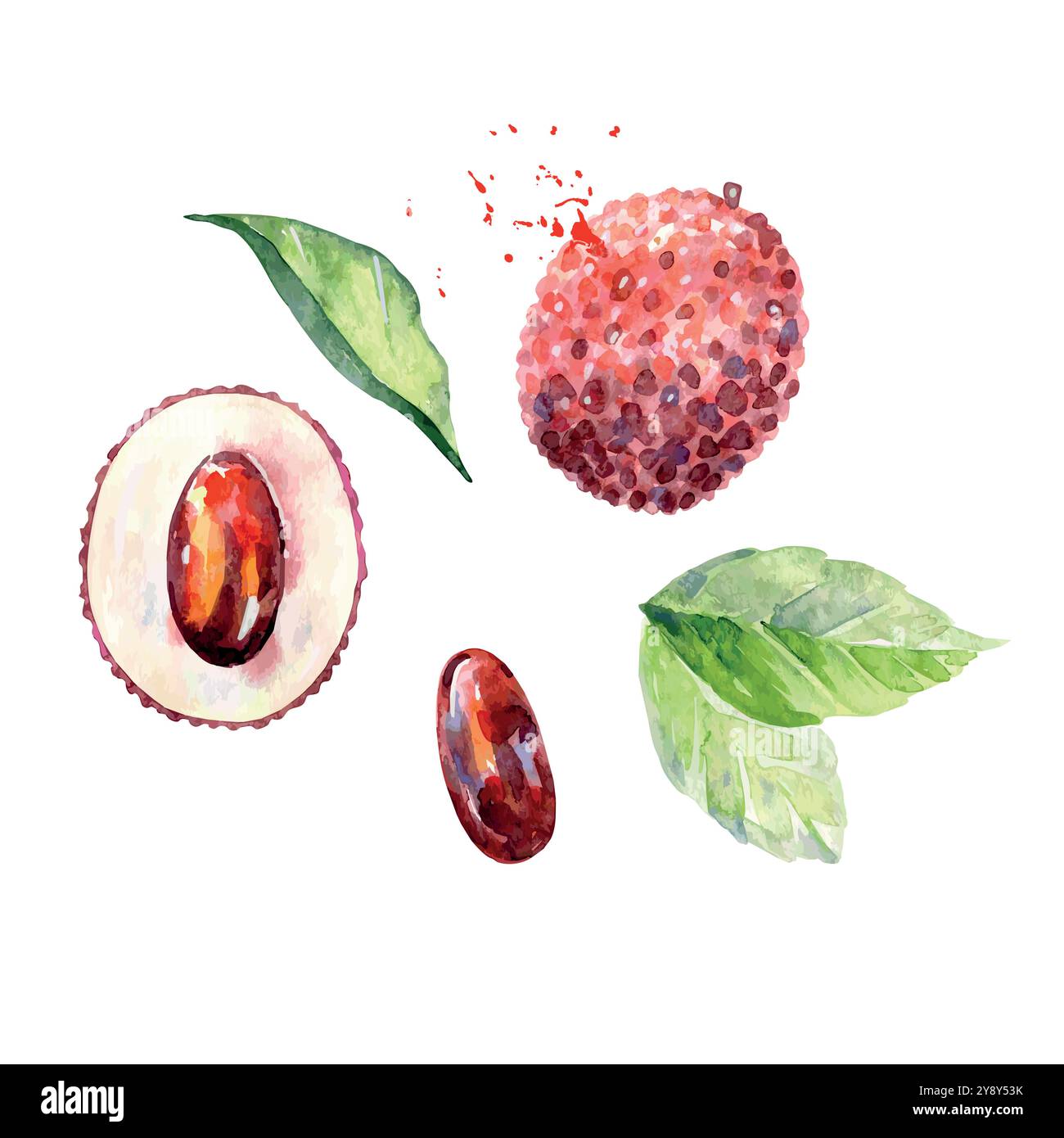 Frutta di litchi d'acquerello disegnata a mano. Illustrazione vettoriale. Illustrazione Vettoriale