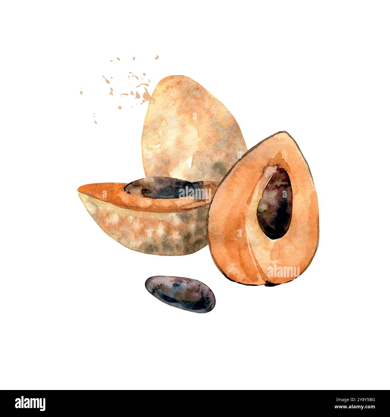 Frutta di sapote acquerello disegnata a mano. Illustrazione vettoriale. Illustrazione Vettoriale