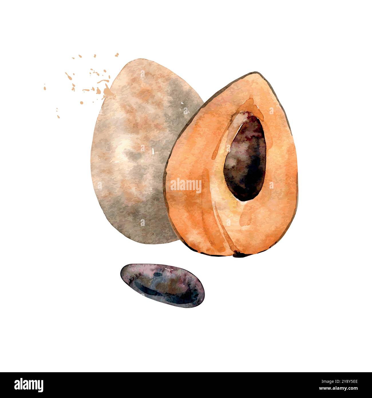 Frutta di sapote acquerello disegnata a mano. Illustrazione vettoriale. Illustrazione Vettoriale