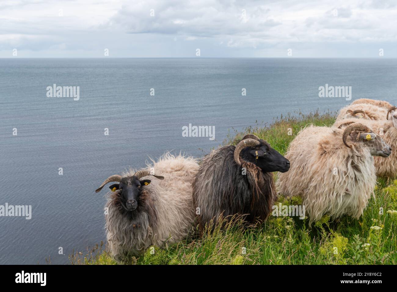 Pecore dalle corna bianche (probabilmente) nelle acque d’altura dell’isola di Helgoland, del Mare del Nord, dello Schleswig-Holstein, del distretto di Pinneberg, Germania del Nord, Europa centrale Foto Stock