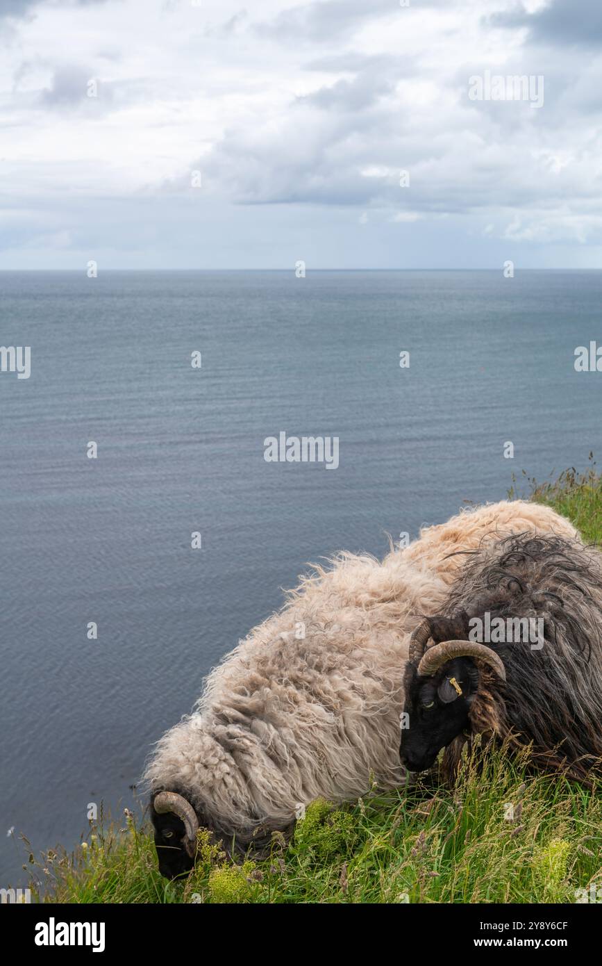 Pecore dalle corna bianche (probabilmente) nelle acque d’altura dell’isola di Helgoland, del Mare del Nord, dello Schleswig-Holstein, del distretto di Pinneberg, Germania del Nord, Europa centrale Foto Stock