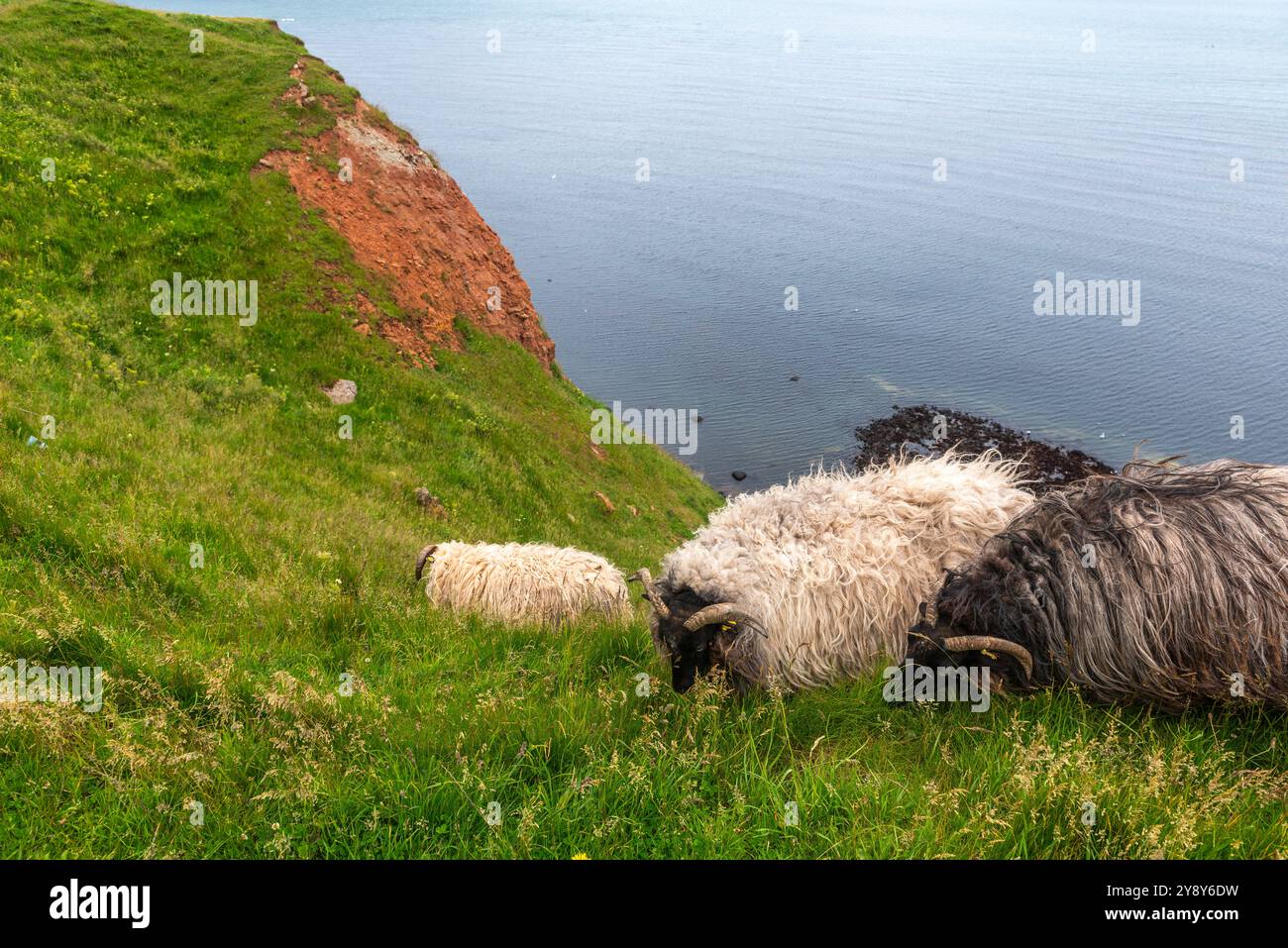 Pecore dalle corna bianche (probabilmente) nelle acque d’altura dell’isola di Helgoland, del Mare del Nord, dello Schleswig-Holstein, del distretto di Pinneberg, Germania del Nord, Europa centrale Foto Stock