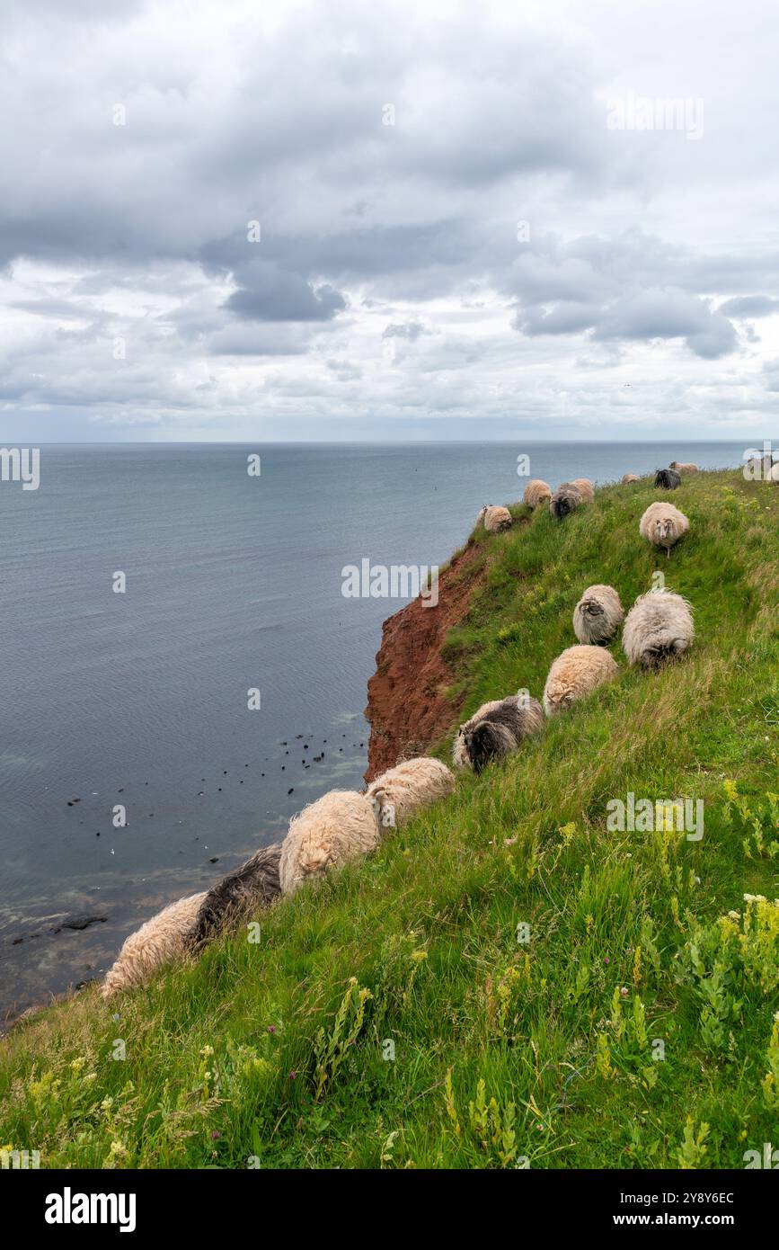 Pecore dalle corna bianche (probabilmente) nelle acque d’altura dell’isola di Helgoland, del Mare del Nord, dello Schleswig-Holstein, del distretto di Pinneberg, Germania del Nord, Europa centrale Foto Stock