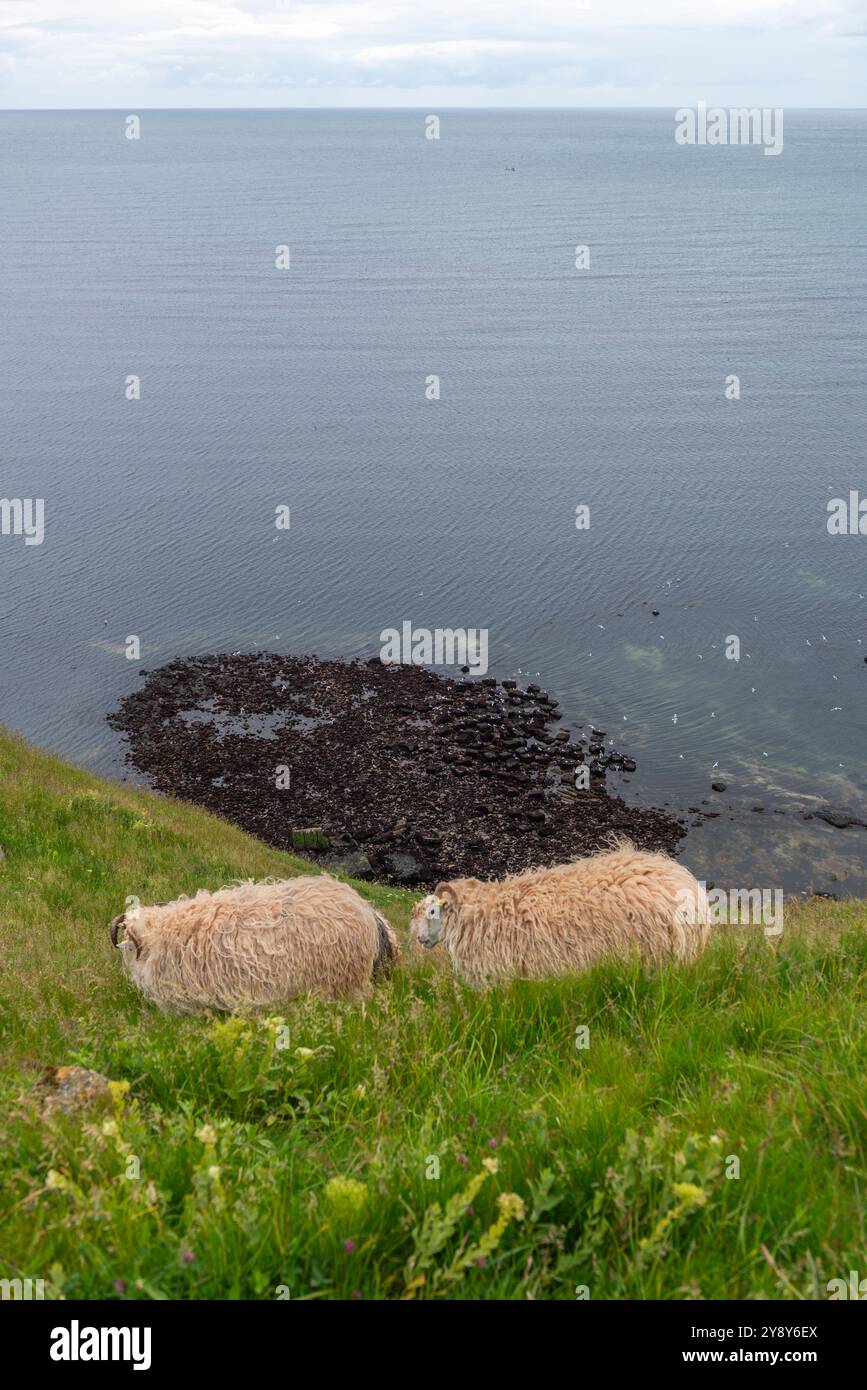Pecore dalle corna bianche (probabilmente) nelle acque d’altura dell’isola di Helgoland, del Mare del Nord, dello Schleswig-Holstein, del distretto di Pinneberg, Germania del Nord, Europa centrale Foto Stock
