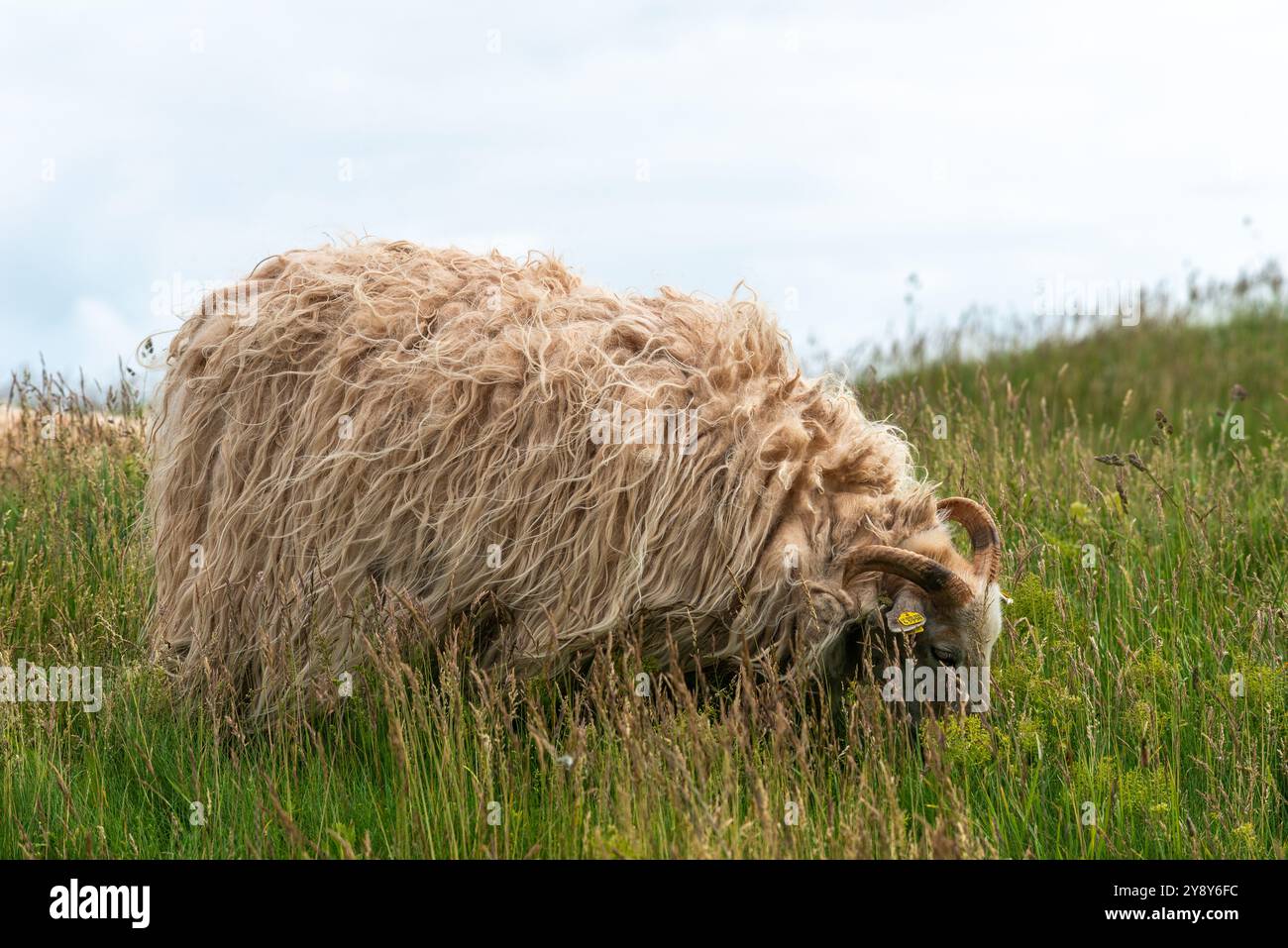 Pecore dalle corna bianche (probabilmente) nelle acque d’altura dell’isola di Helgoland, del Mare del Nord, dello Schleswig-Holstein, del distretto di Pinneberg, Germania del Nord, Europa centrale Foto Stock