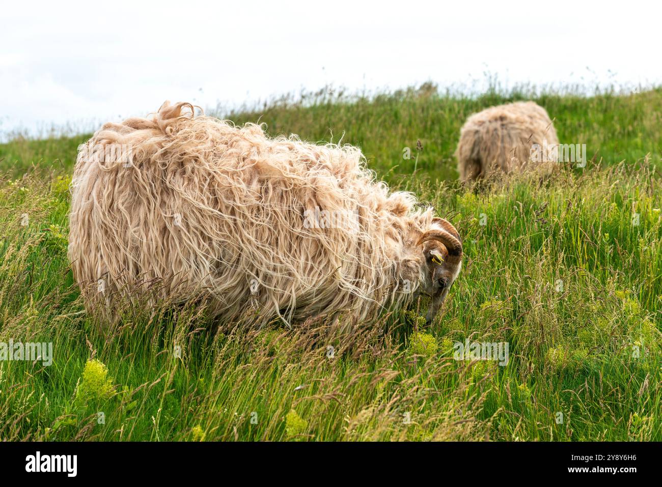 Pecore dalle corna bianche (probabilmente) nelle acque d’altura dell’isola di Helgoland, del Mare del Nord, dello Schleswig-Holstein, del distretto di Pinneberg, Germania del Nord, Europa centrale Foto Stock
