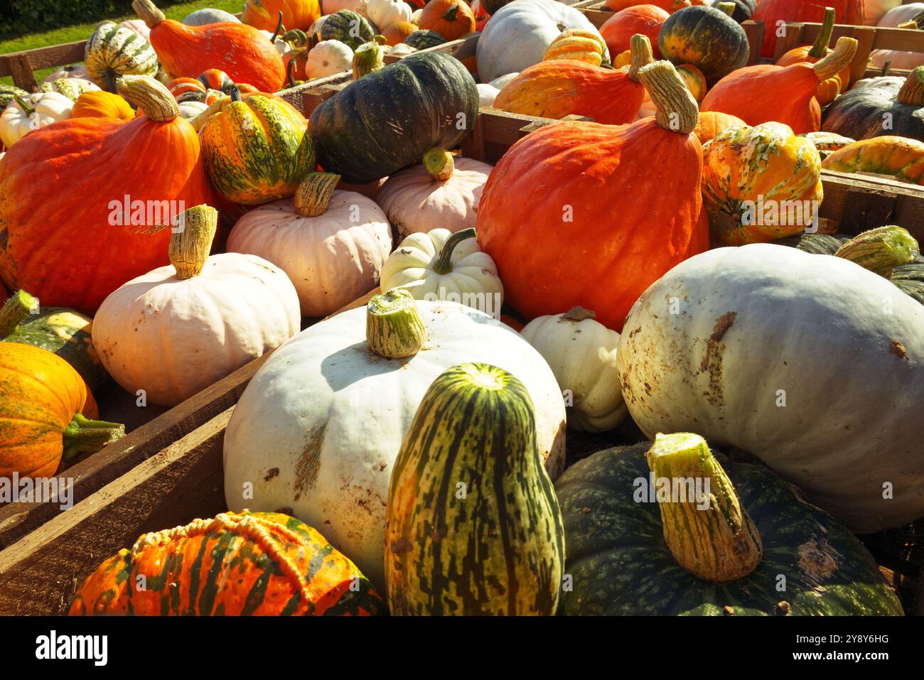 Colorata miscela di zucca invernale verdure autunnali, note anche come zucche o buongustai, utilizzata in feste stagionali come Halloween, Harvest e Ringraziamento Foto Stock
