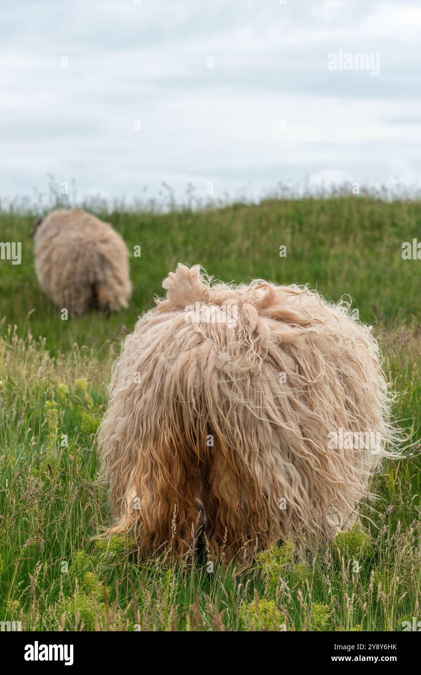 Pecore dalle corna bianche (probabilmente) nelle acque d’altura dell’isola di Helgoland, del Mare del Nord, dello Schleswig-Holstein, del distretto di Pinneberg, Germania del Nord, Europa centrale Foto Stock