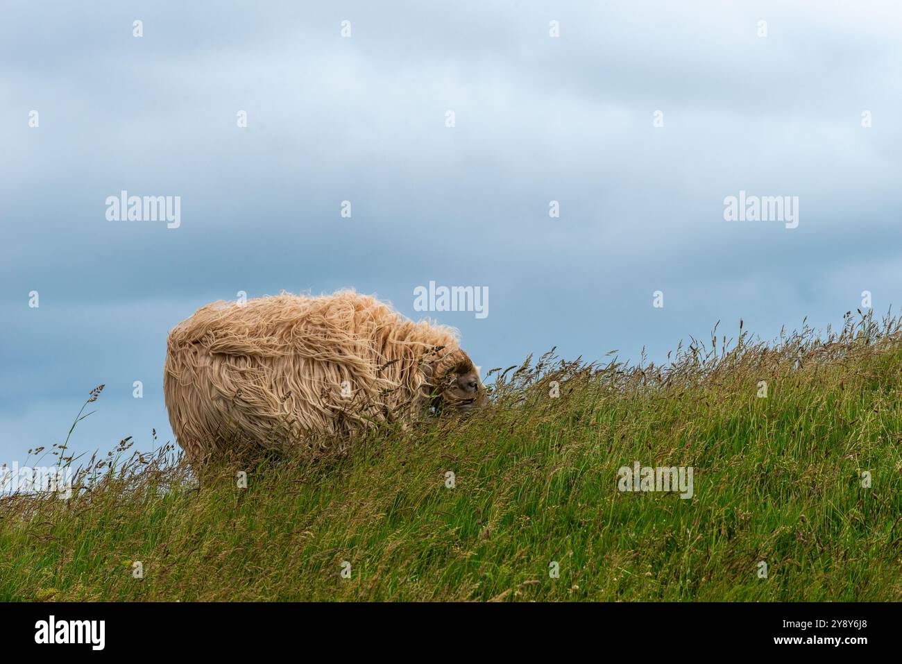 Pecore dalle corna bianche (probabilmente) nelle acque d’altura dell’isola di Helgoland, del Mare del Nord, dello Schleswig-Holstein, del distretto di Pinneberg, Germania del Nord, Europa centrale Foto Stock