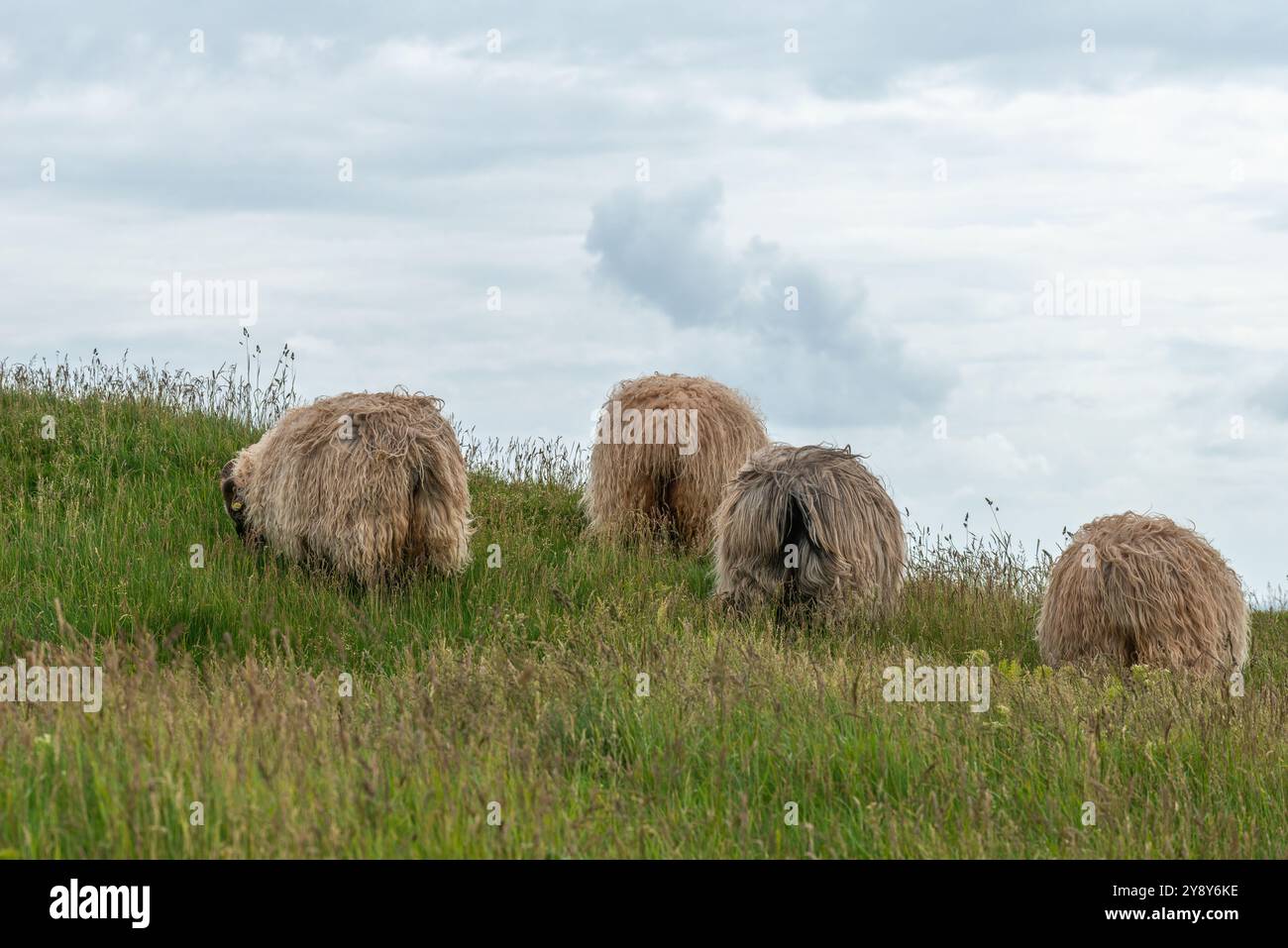 Pecore dalle corna bianche (probabilmente) nelle acque d’altura dell’isola di Helgoland, del Mare del Nord, dello Schleswig-Holstein, del distretto di Pinneberg, Germania del Nord, Europa centrale Foto Stock