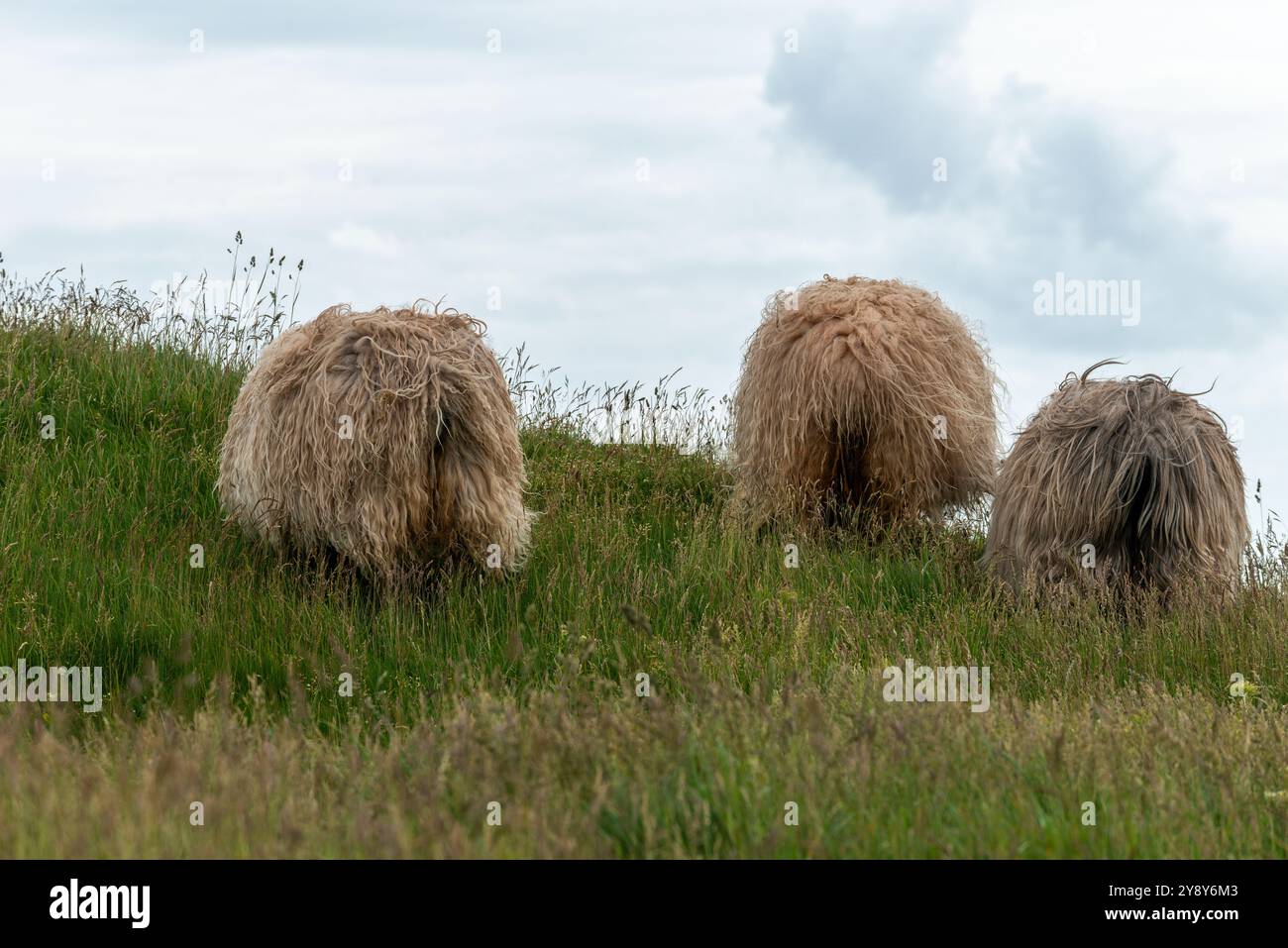 Pecore dalle corna bianche (probabilmente) nelle acque d’altura dell’isola di Helgoland, del Mare del Nord, dello Schleswig-Holstein, del distretto di Pinneberg, Germania del Nord, Europa centrale Foto Stock