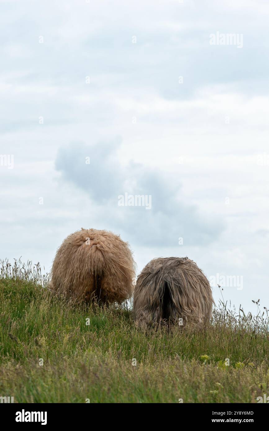 Pecore dalle corna bianche (probabilmente) nelle acque d’altura dell’isola di Helgoland, del Mare del Nord, dello Schleswig-Holstein, del distretto di Pinneberg, Germania del Nord, Europa centrale Foto Stock