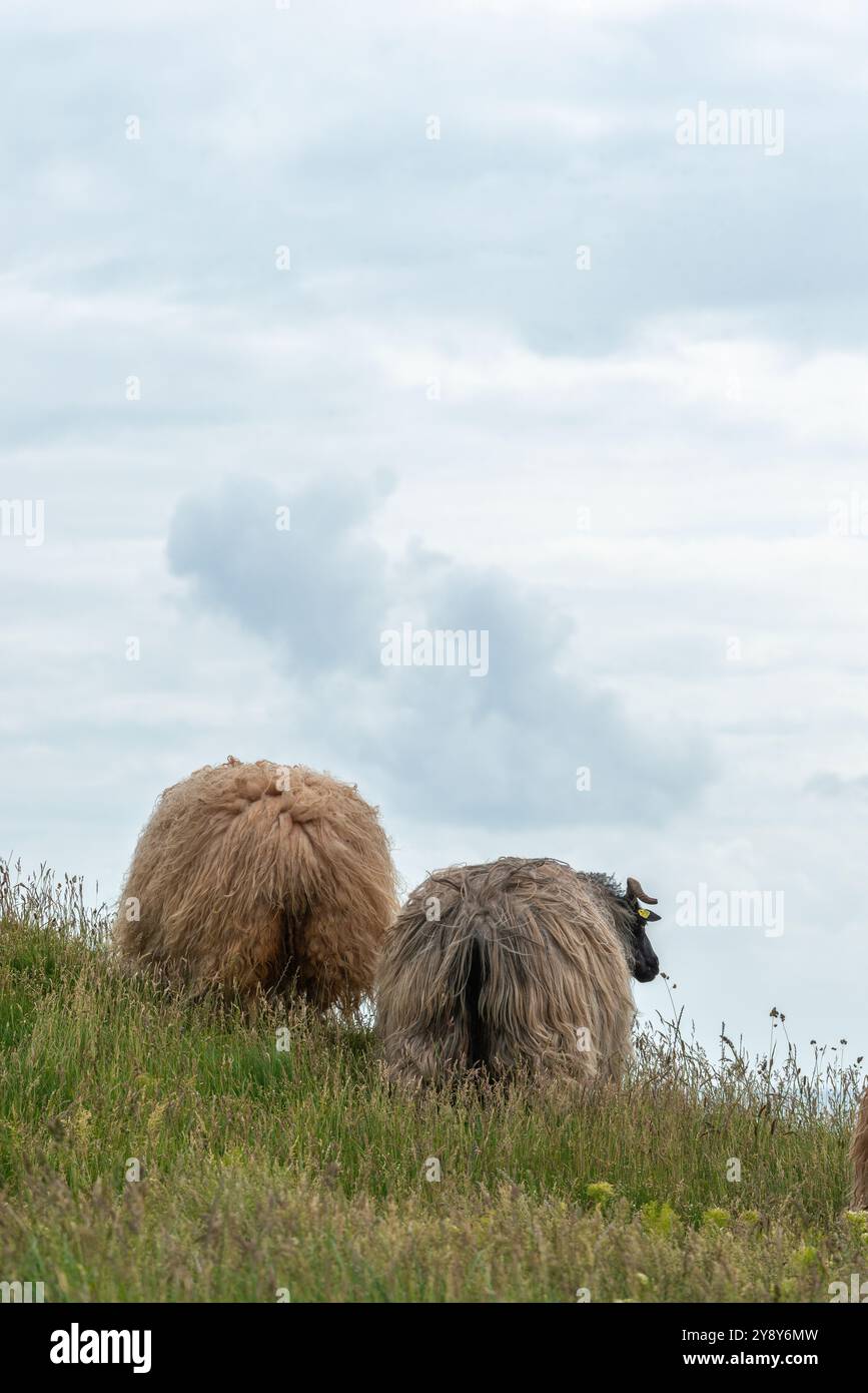 Pecore dalle corna bianche (probabilmente) nelle acque d’altura dell’isola di Helgoland, del Mare del Nord, dello Schleswig-Holstein, del distretto di Pinneberg, Germania del Nord, Europa centrale Foto Stock