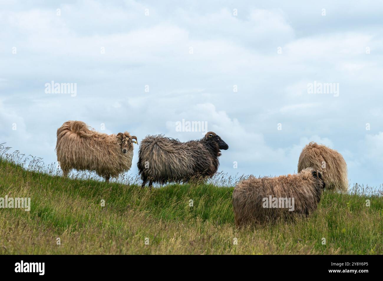 Pecore dalle corna bianche (probabilmente) nelle acque d’altura dell’isola di Helgoland, del Mare del Nord, dello Schleswig-Holstein, del distretto di Pinneberg, Germania del Nord, Europa centrale Foto Stock